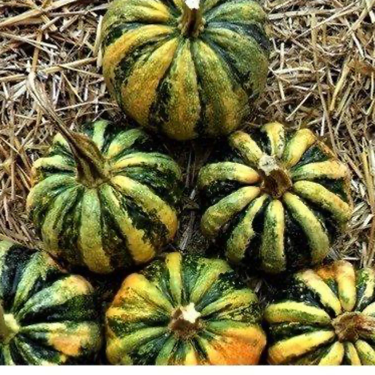 Гарбуз ‘Mongogo du Guatemala’ (Cucurbita pepo)