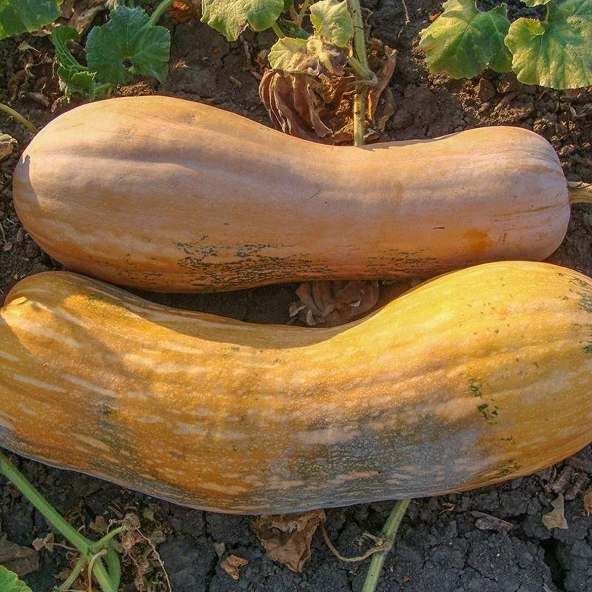 Гарбуз ‘Muscatnaya’ (Cucurbita moschata)