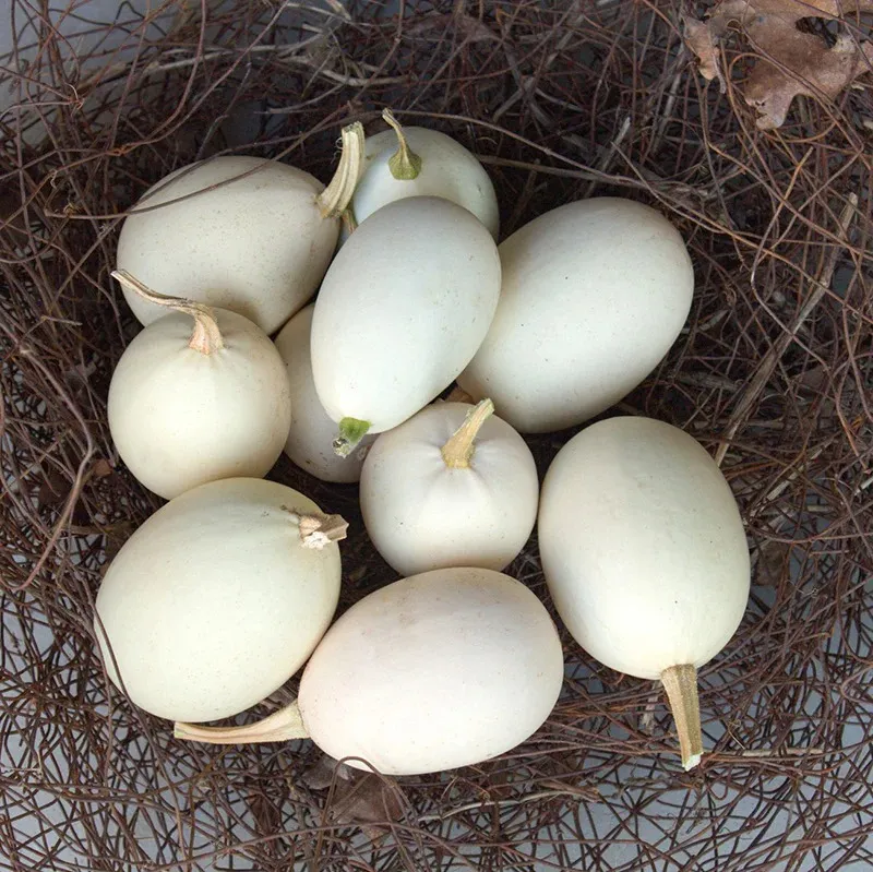 Гарбуз ‘Nest Egg’ (Cucurbita pepo)