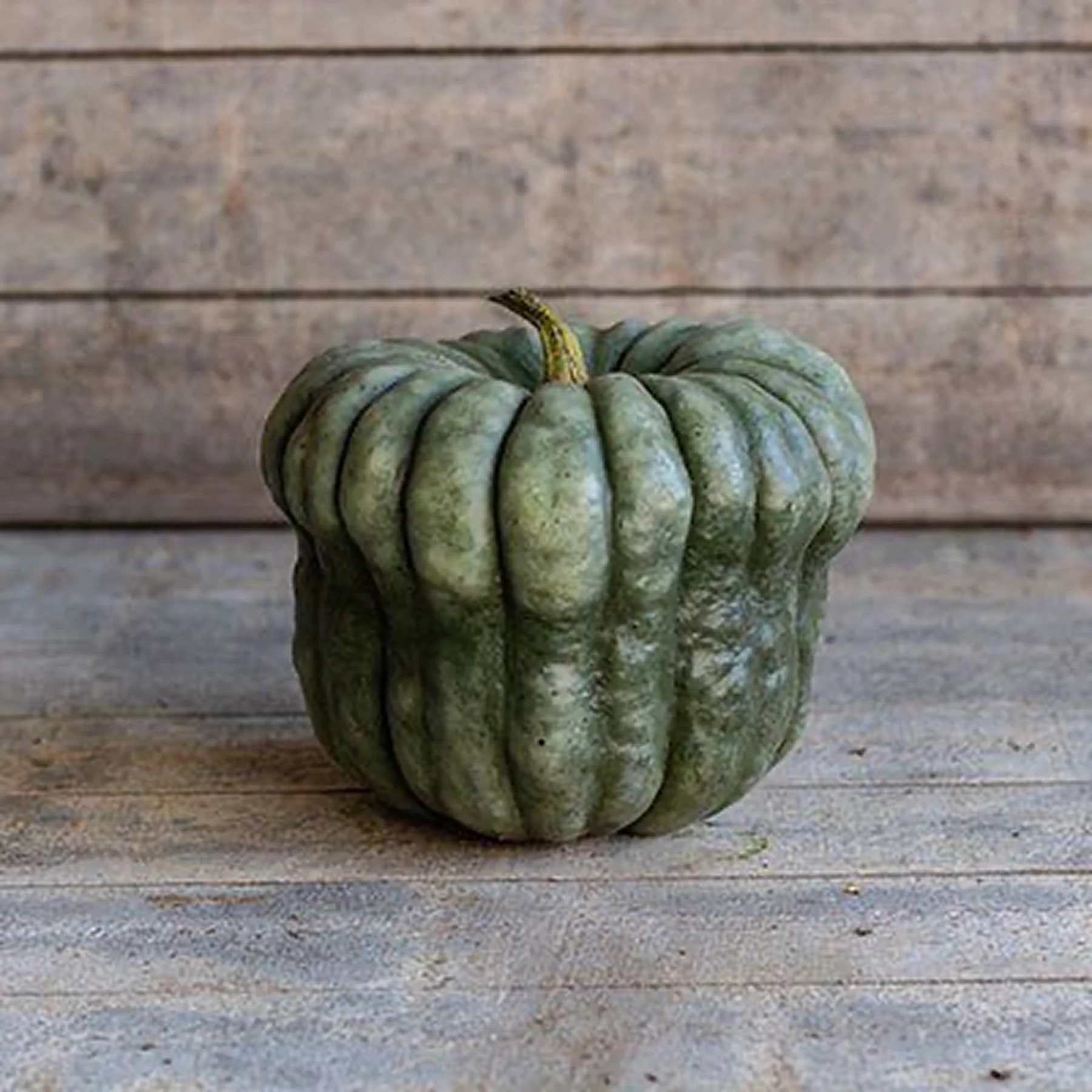 Гарбуз ‘New Zealand Blue’ (Cucurbita maxima)