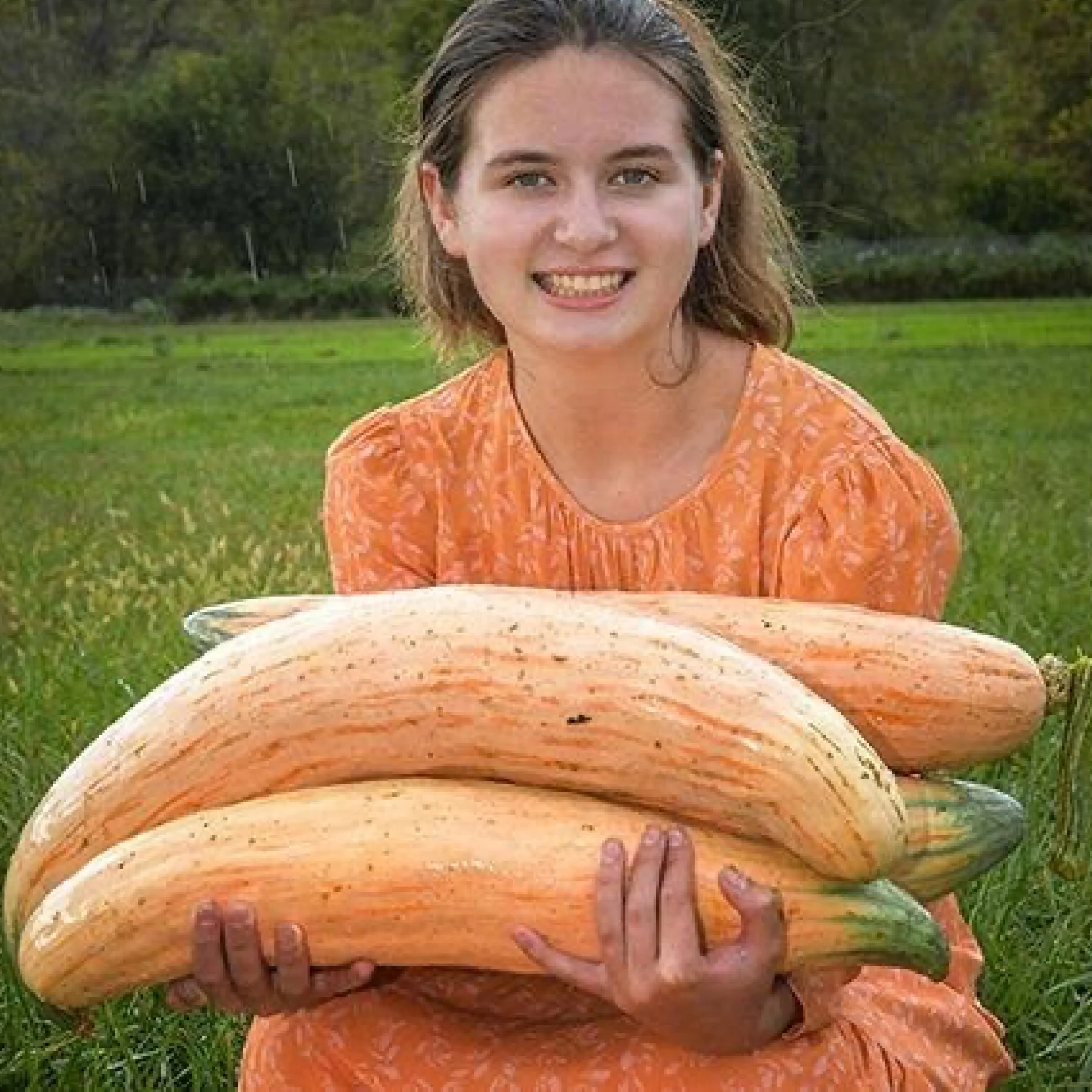 Гарбуз ‘North Georgia Candy Roaster’ (Cucurbita maxima)