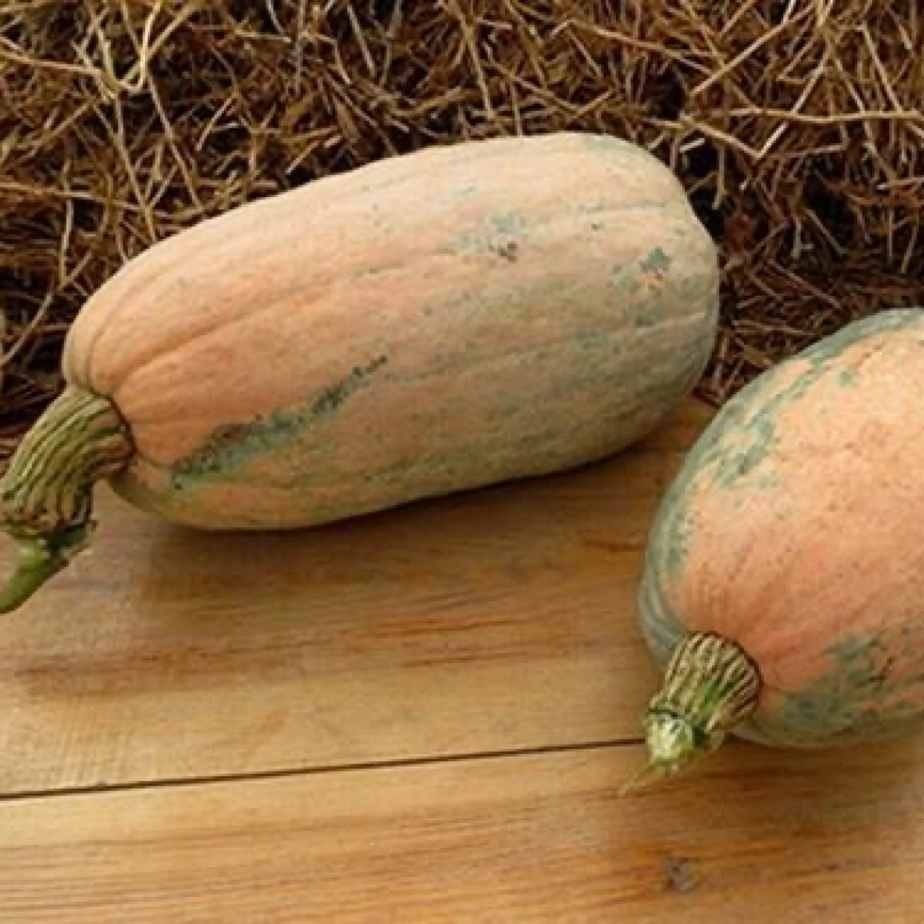Гарбуз ‘Pastila Champagne’ (Cucurbita moschata)