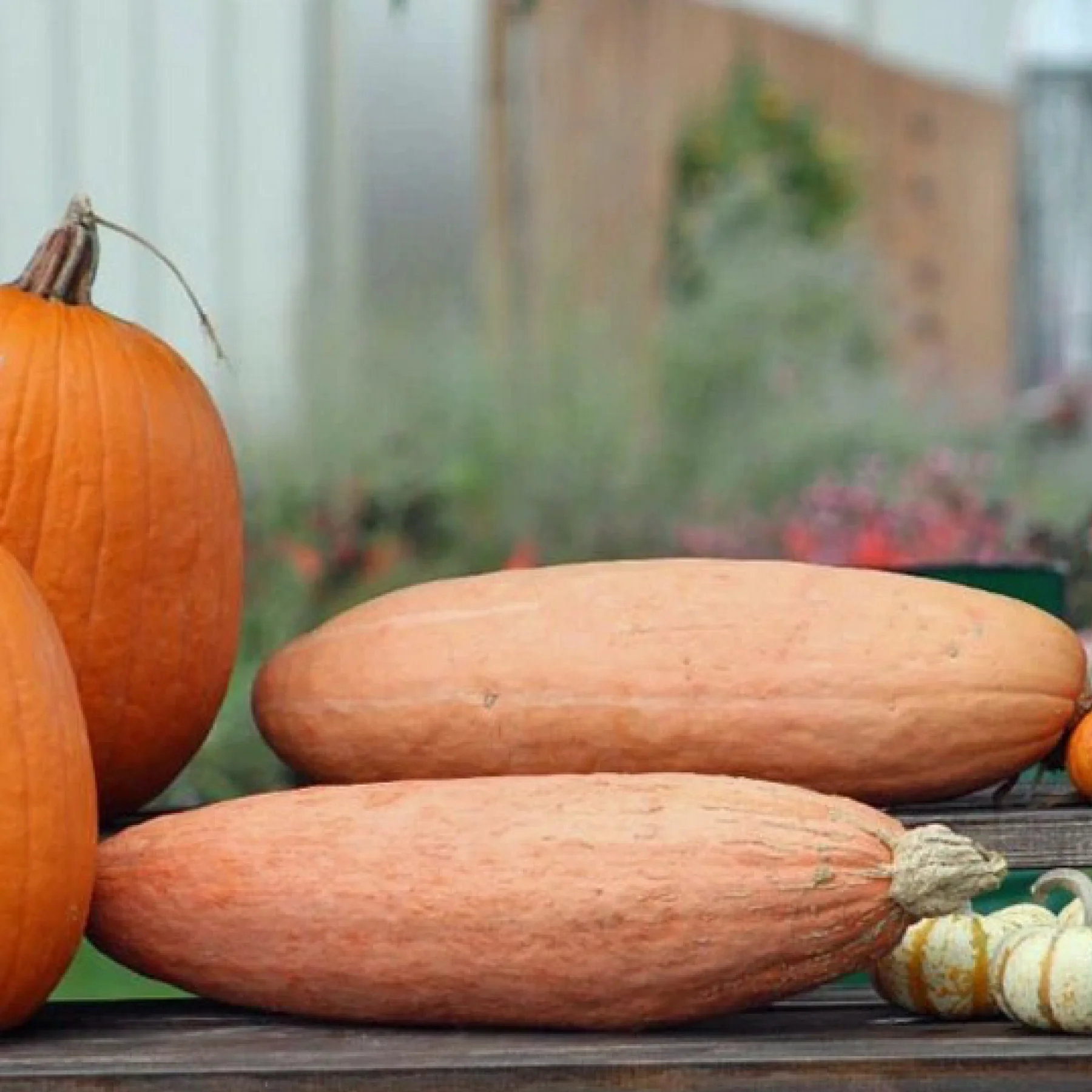 Гарбуз ‘Pink Banana’ (Cucurbita maxima)