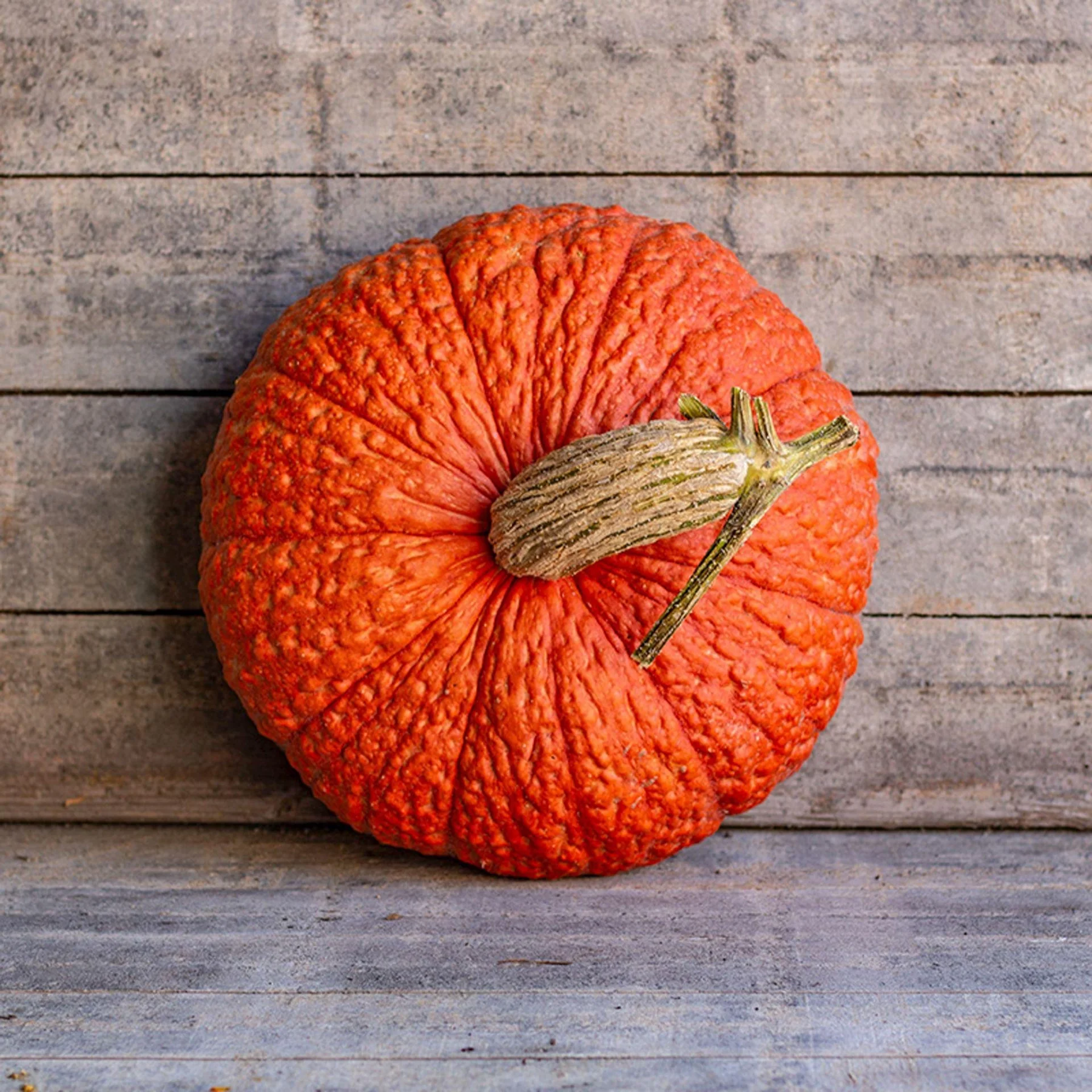 Гарбуз ‘Rote Warze’ (Cucurbita maxima)