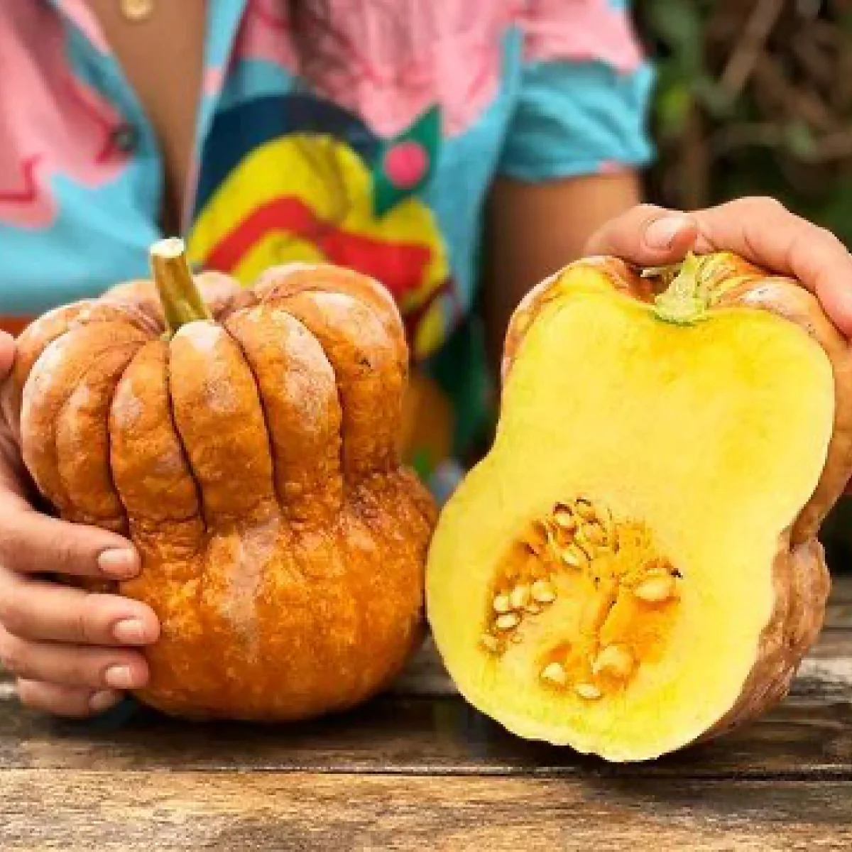 Гарбуз ‘Shishigatani’ (Cucurbita moschata)