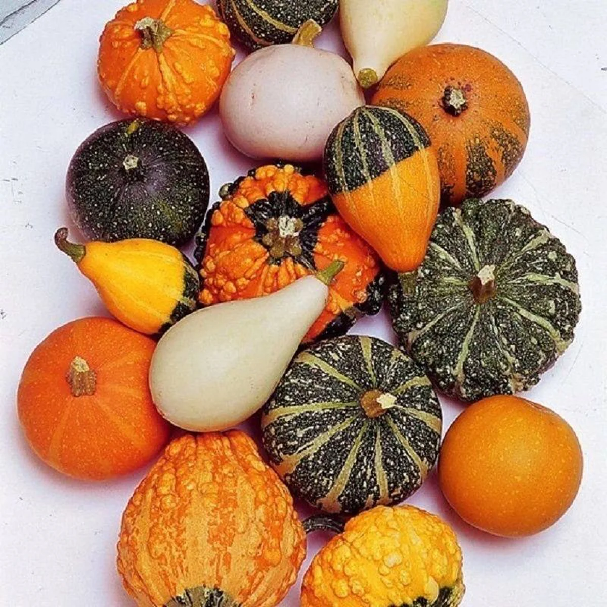 Гарбуз ‘Small Mixed Fruited Gourd’ (Cucurbita)