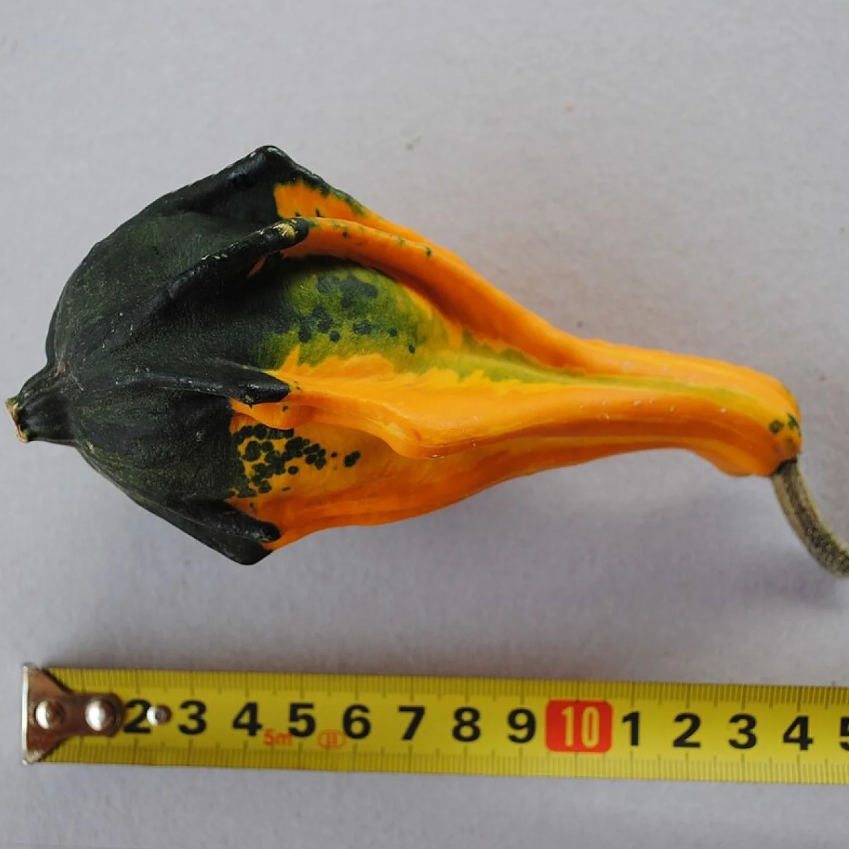 Гарбуз ‘Small Spoon’ (Cucurbita pepo)