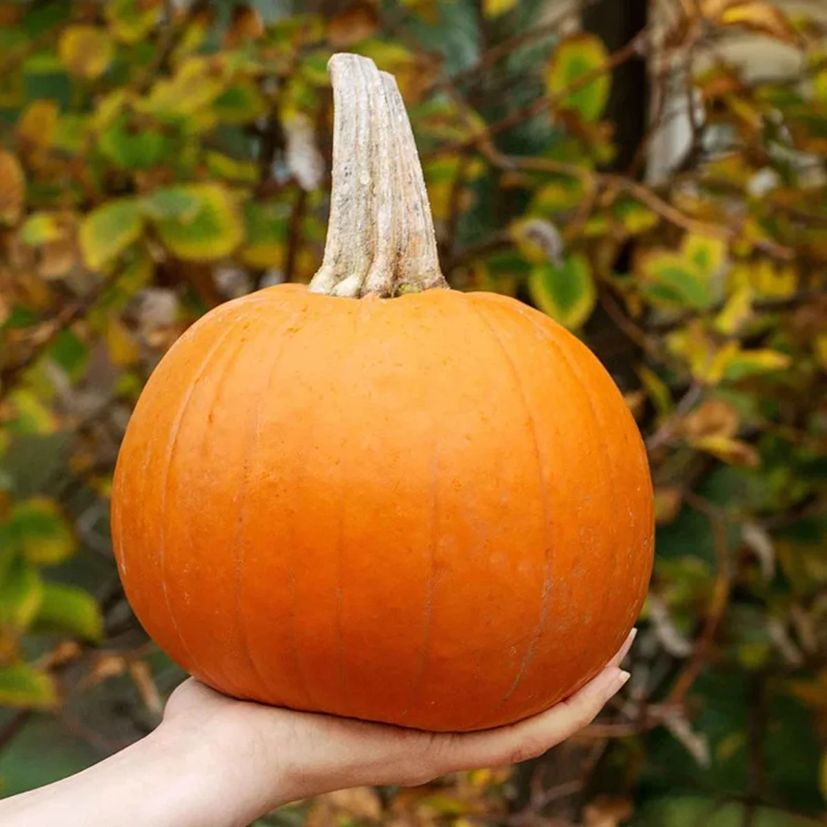 Гарбуз ‘Small Sugar’ (Pumpkin)