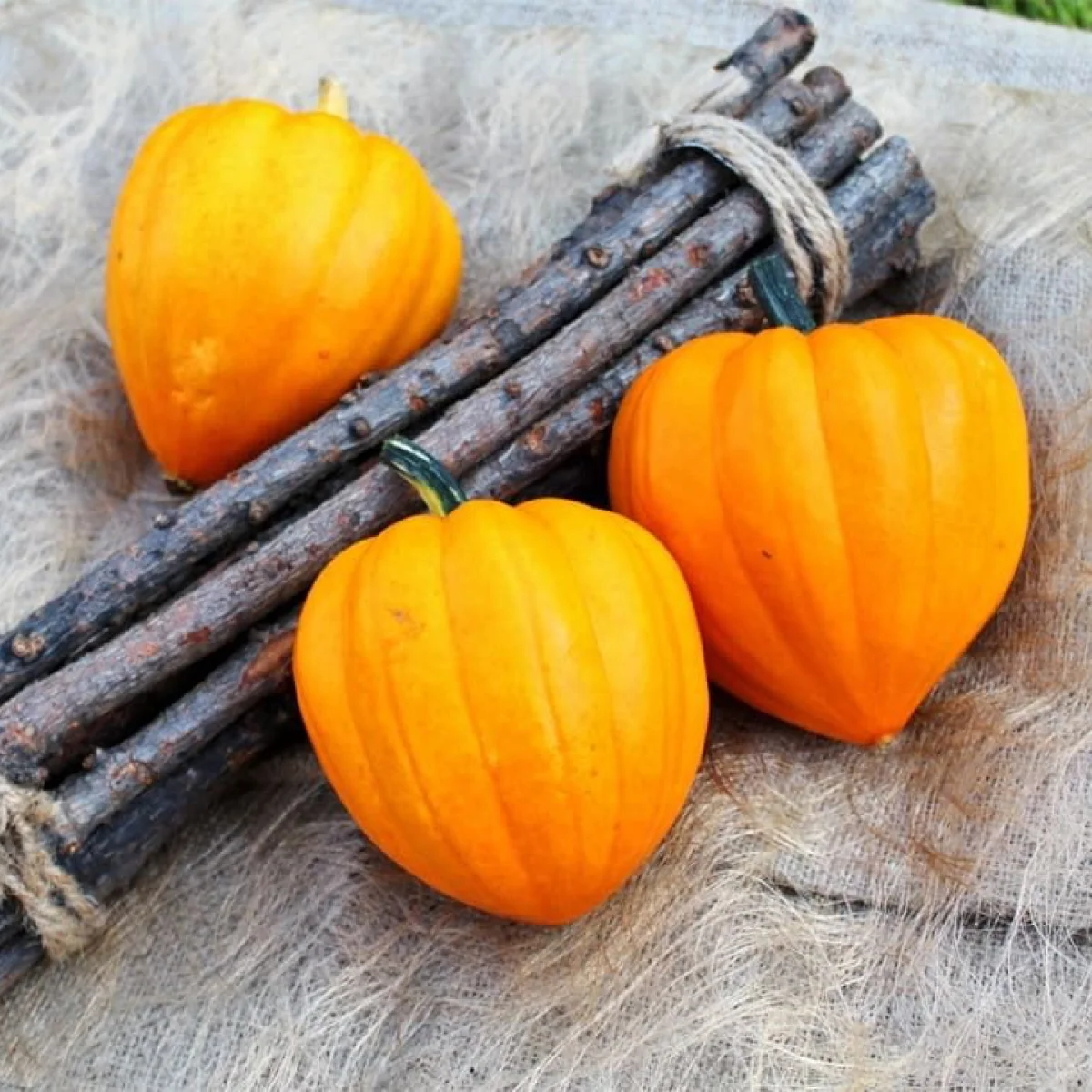 Гарбуз ‘Table Gold’ (Cucurbita pepo)