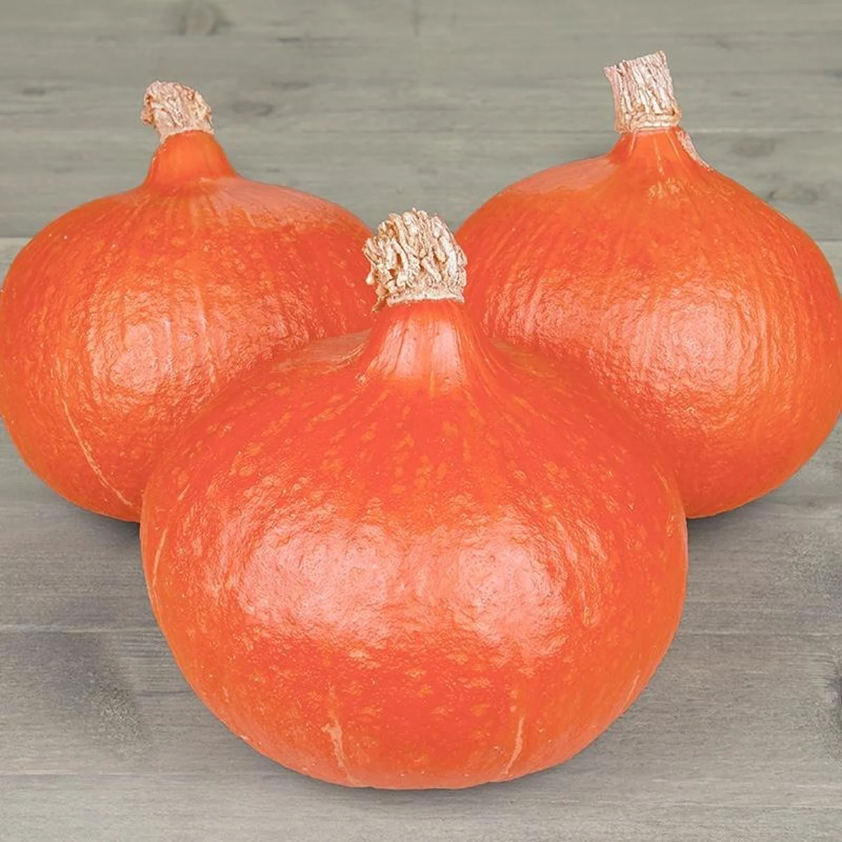 Гарбуз ‘Uchiki Kuri’ (Cucurbita maxima)
