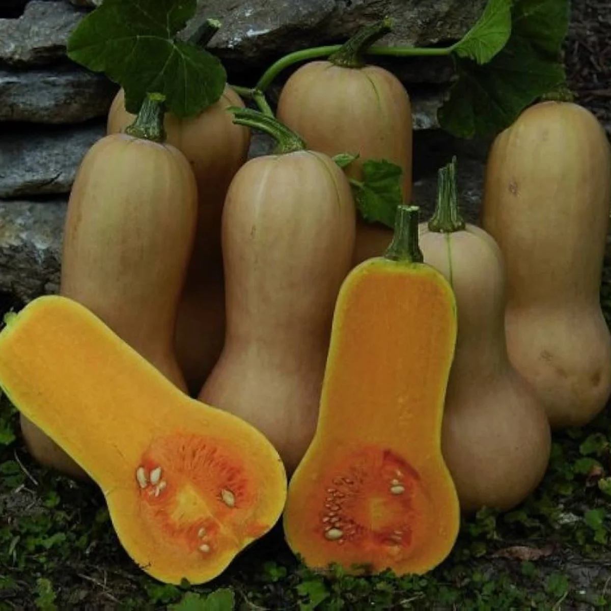 Гарбуз ‘Waltham Butternut’ (Cucurbita moschata)