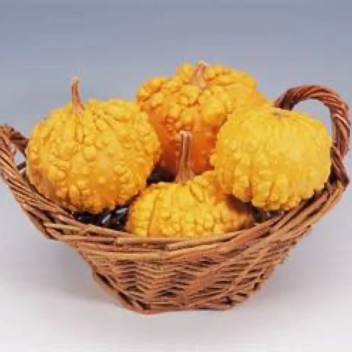 Гарбуз ‘Warted Orange’ (Cucurbita pepo)