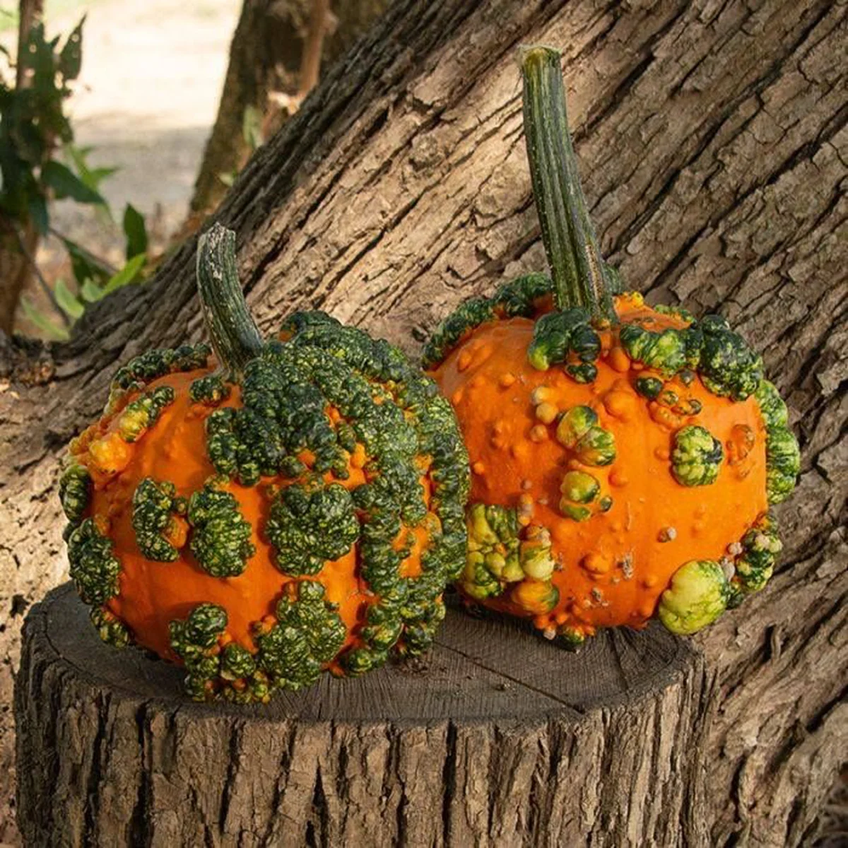 Гарбуз ‘Warty Goblin’ (Cucurbita)