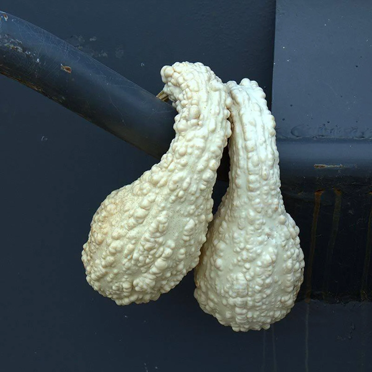 Гарбуз ‘White Crookneck’ (Cucurbita pepo)