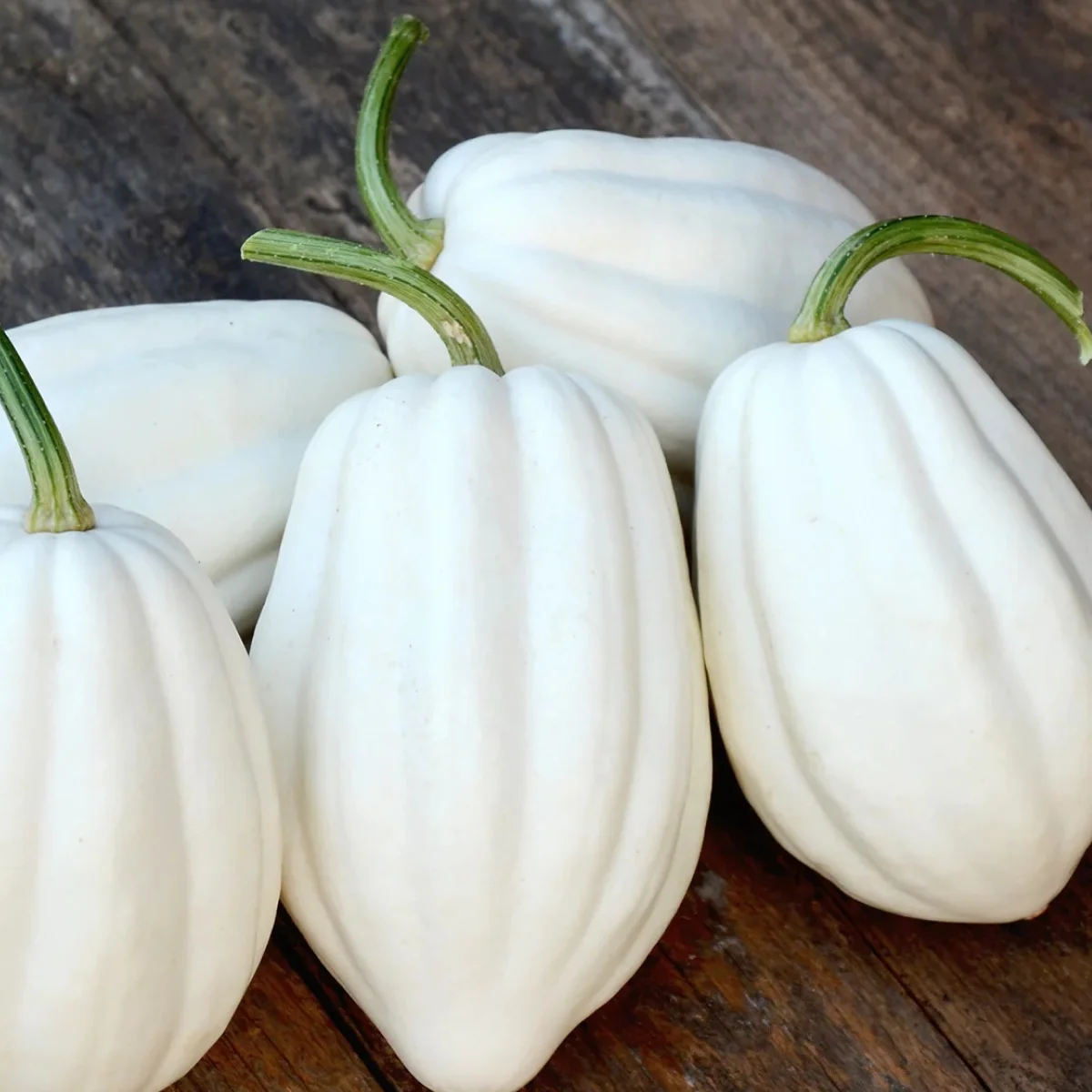 Гарбуз ‘White of the Crop’ (Cucurbita pepo)
