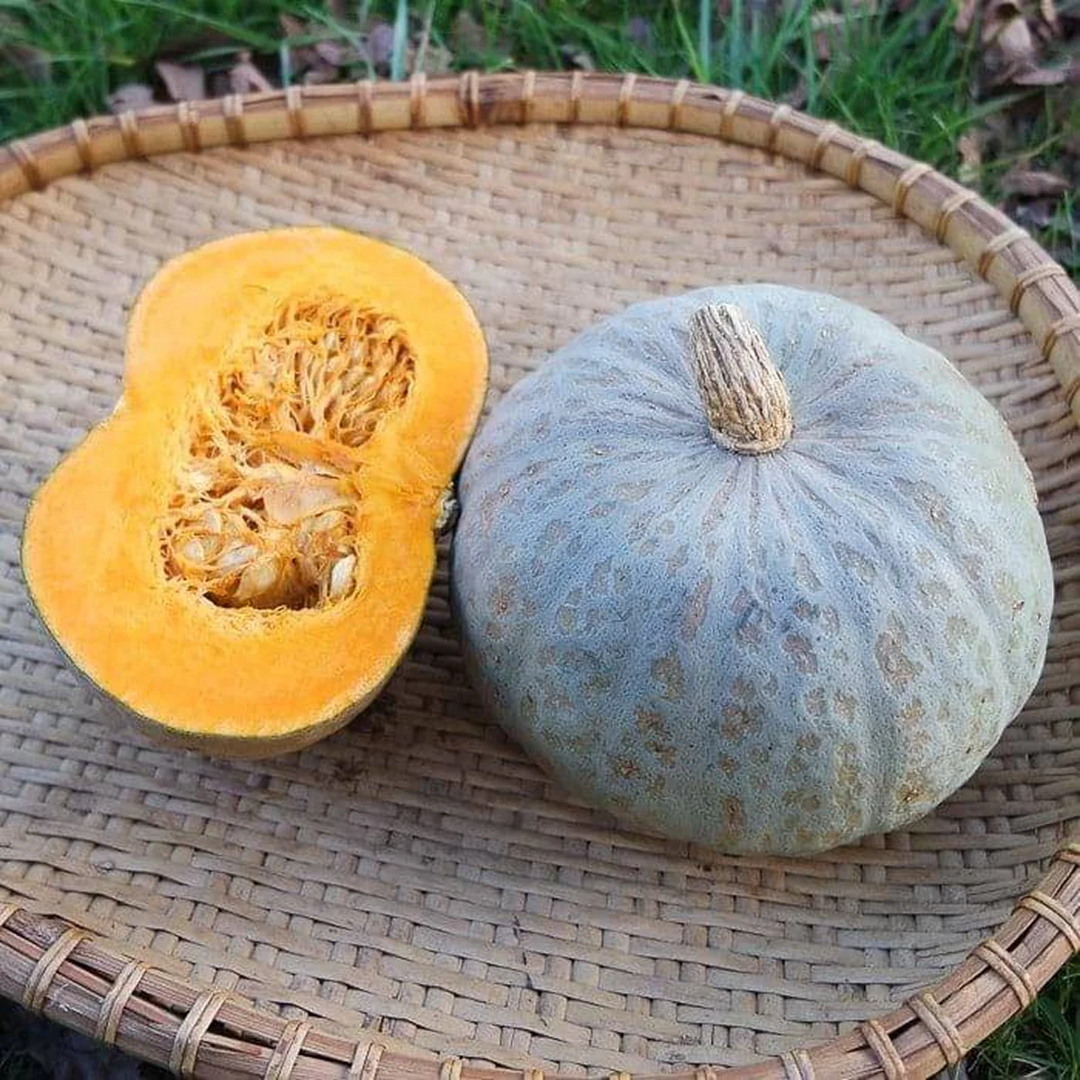 Гарбуз ‘Winter Sweet’ (Kabocha Squash)