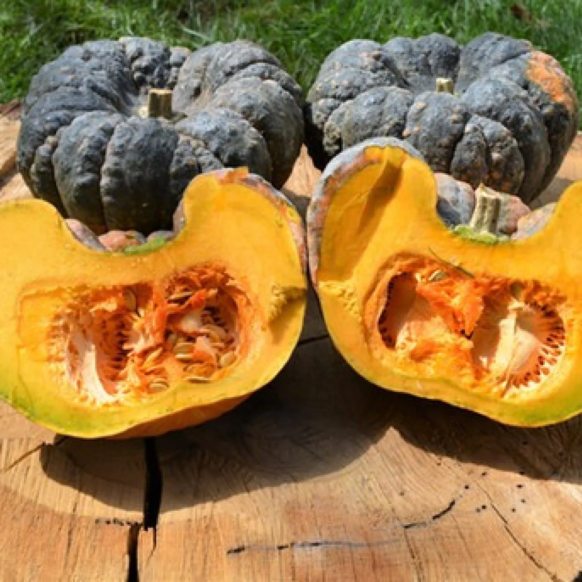 Гарбуз ‘Yokohama’ (Yokohama Squash)