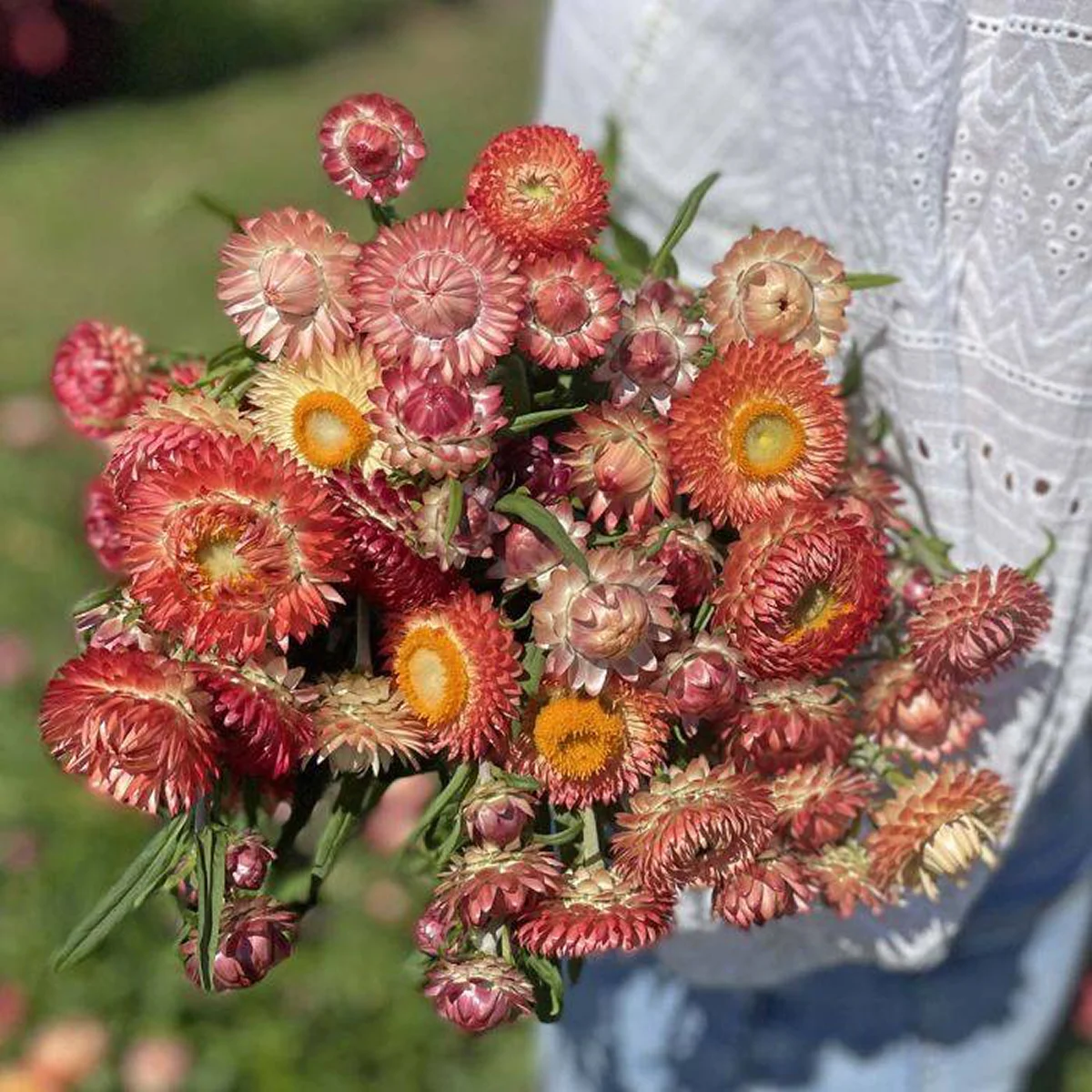 Геліхризум приквітковий ‘King Size Salmon’ (Helichrysum bracteatum)