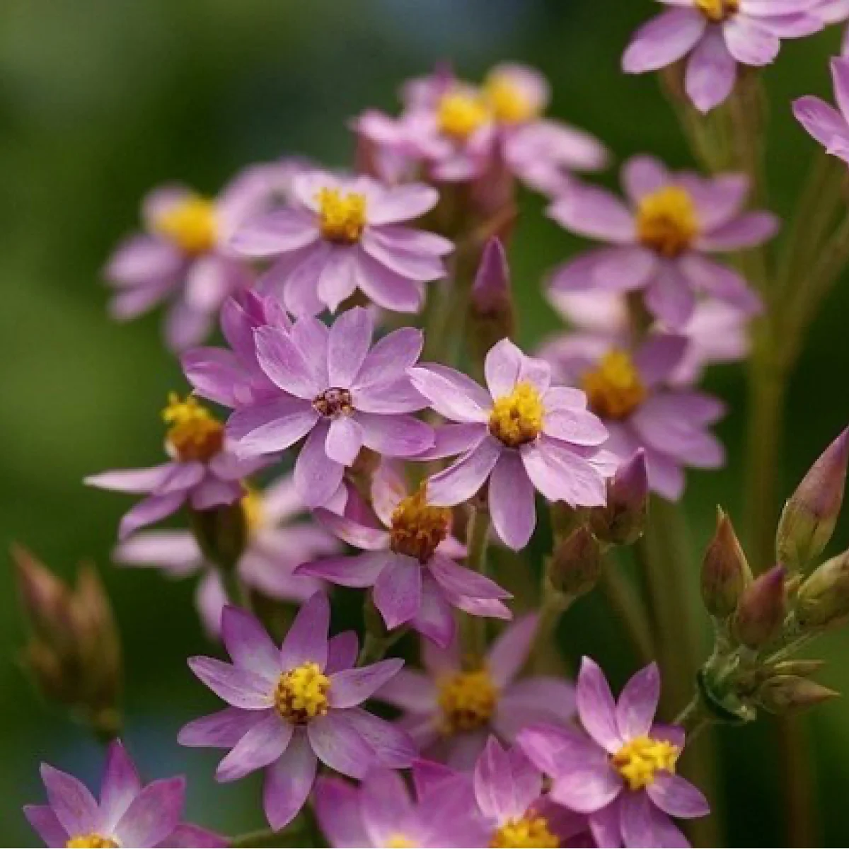 Геліхризум ‘Helichrysum cassinianum’