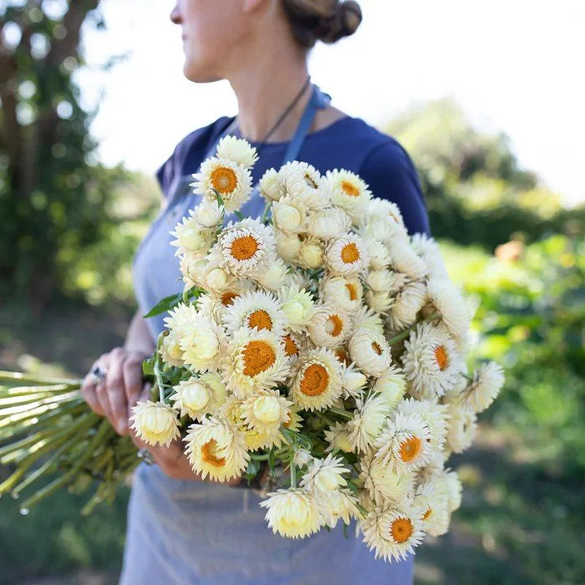 Геліхризум ‘King Size Frosted Sulphur’ (Helichrysum bracteatum)