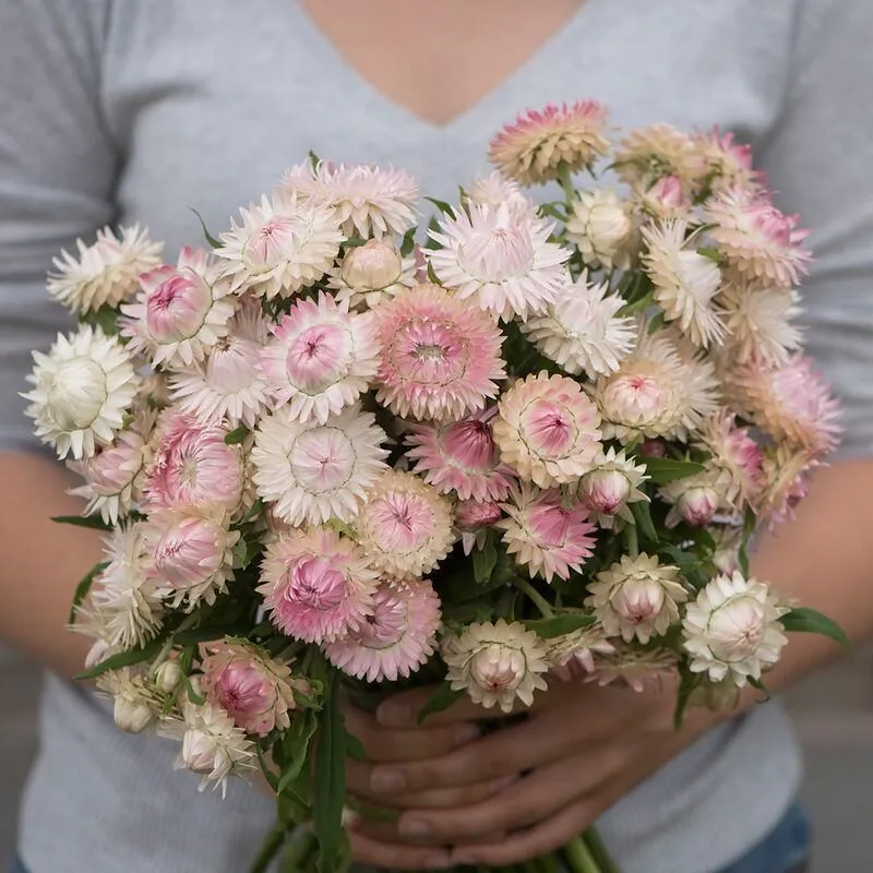 Геліхризум ‘King Size Silvery Rose’ (Helichrysum bracteatum)