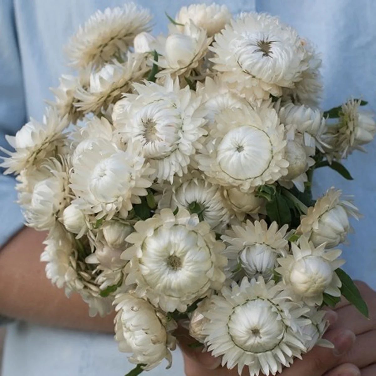 Геліхризум ‘King Size Silvery White’ (Helichrysum bracteatum)