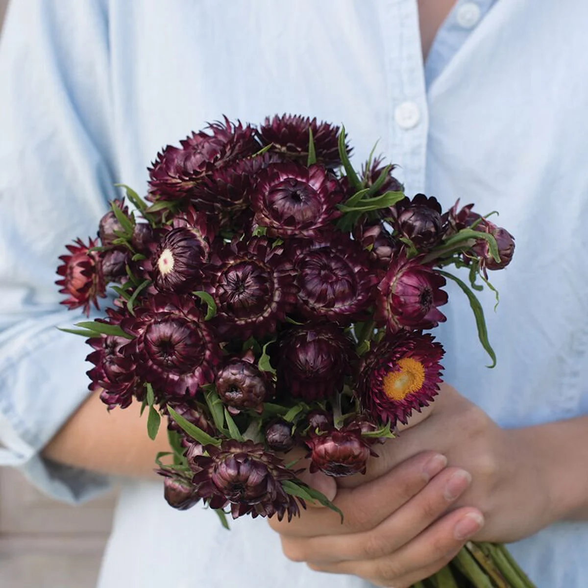 Геліхризум ‘Purple’ (Helichrysum bracteatum)