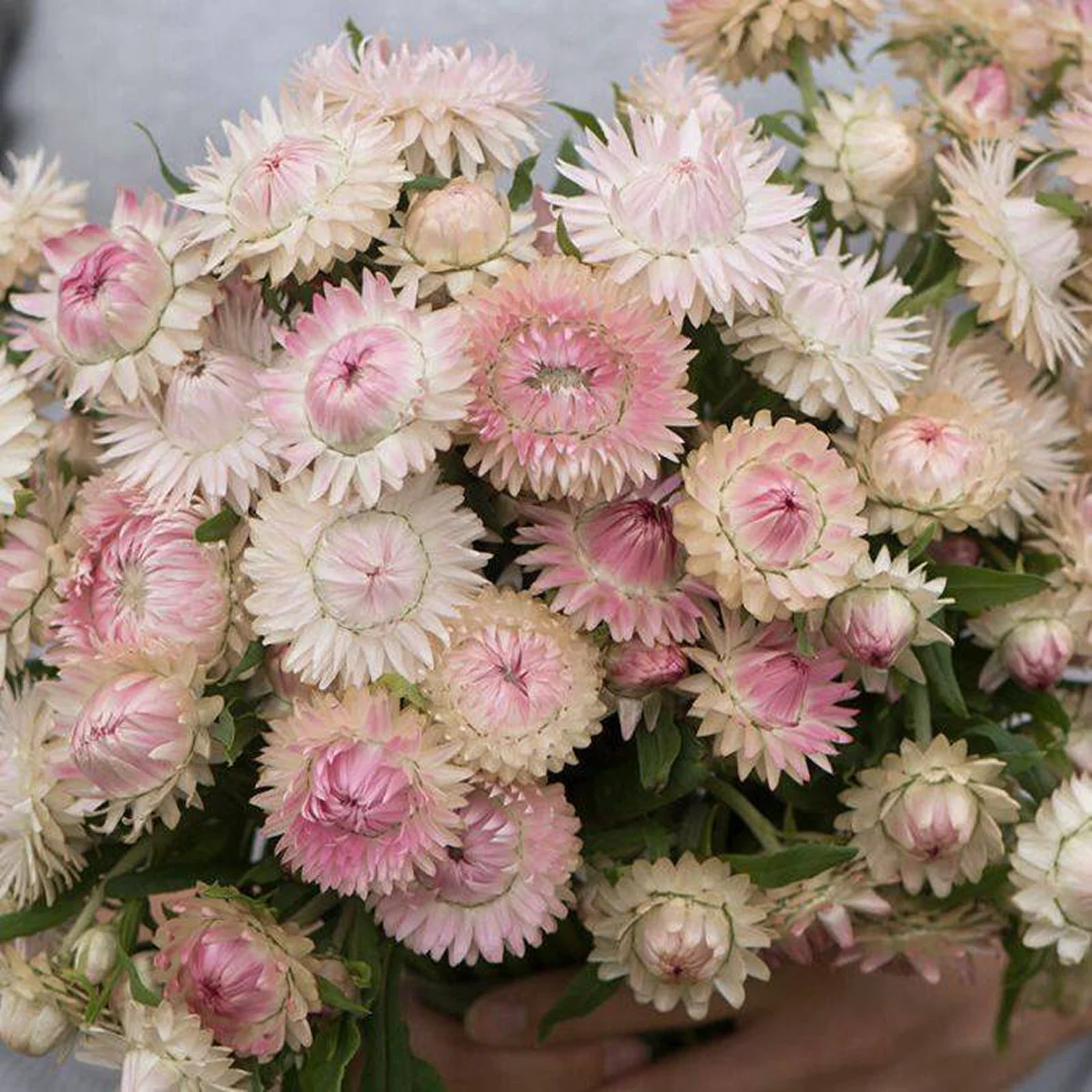 Геліхризум ‘Silvery Rose’ (Helichrysum bracteatum)