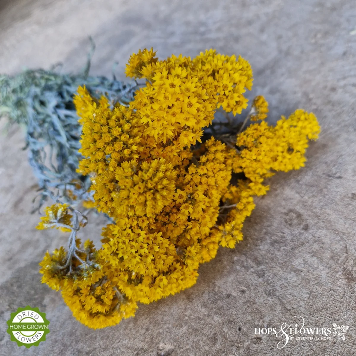 Геліптерум Санфорда (Helipterum sanfordii)