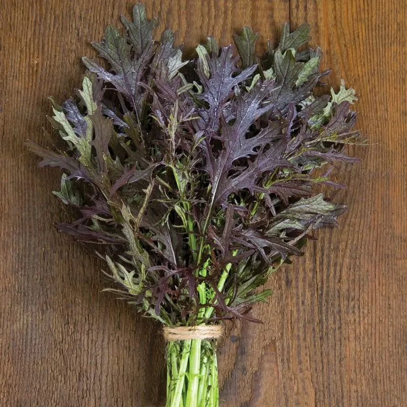 Гірчиця салатна ‘Ruby Streaks’ (Brassica juncea)