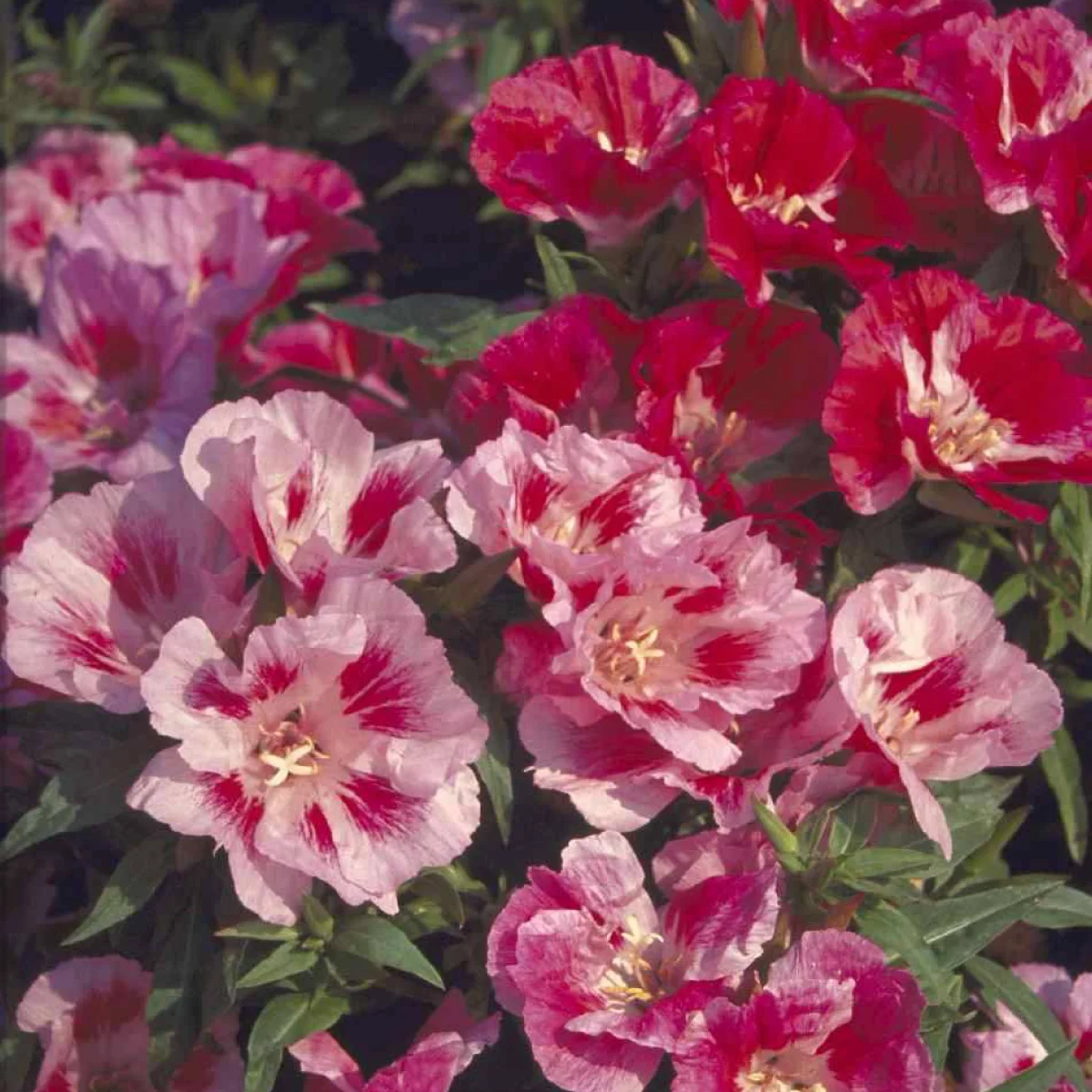 Годеція ‘Monarch Mix’ (Godetia grandiflora / Clarkia amoena)