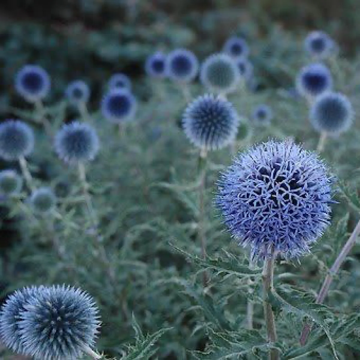 Головатень ‘Blue Glow’ (Echinops bannaticus)