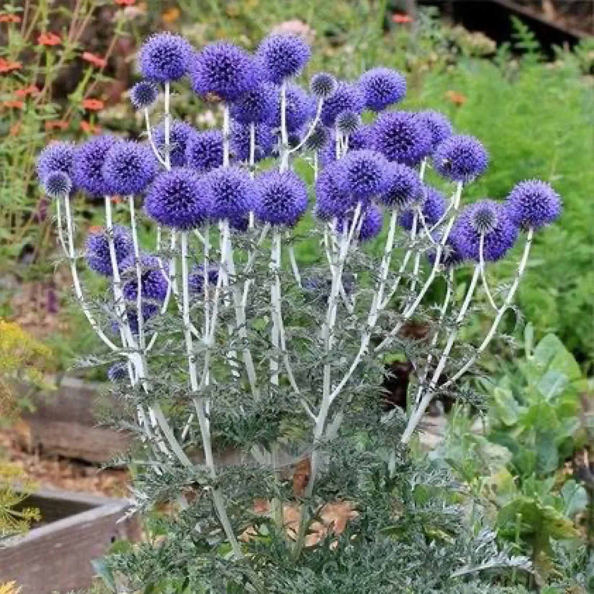 Головатень ‘Platinum Blue’ (Echinops ritro ssp. ruthenicus)