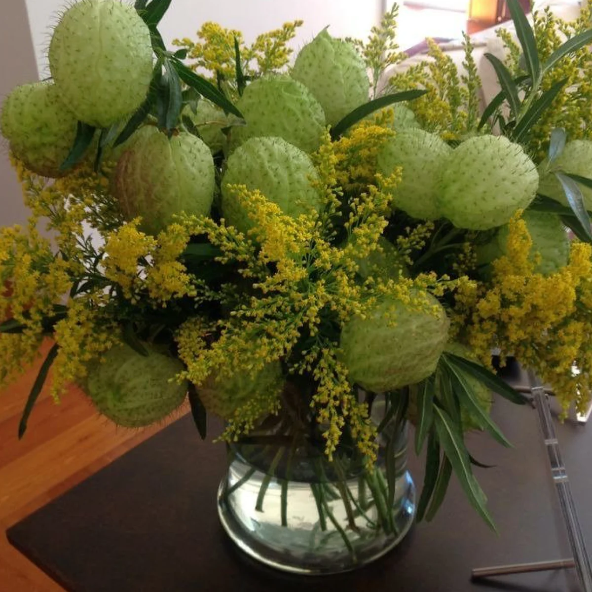 Гомфокарпус ‘Cottonbush’ (Gomphocarpus fruticosus)