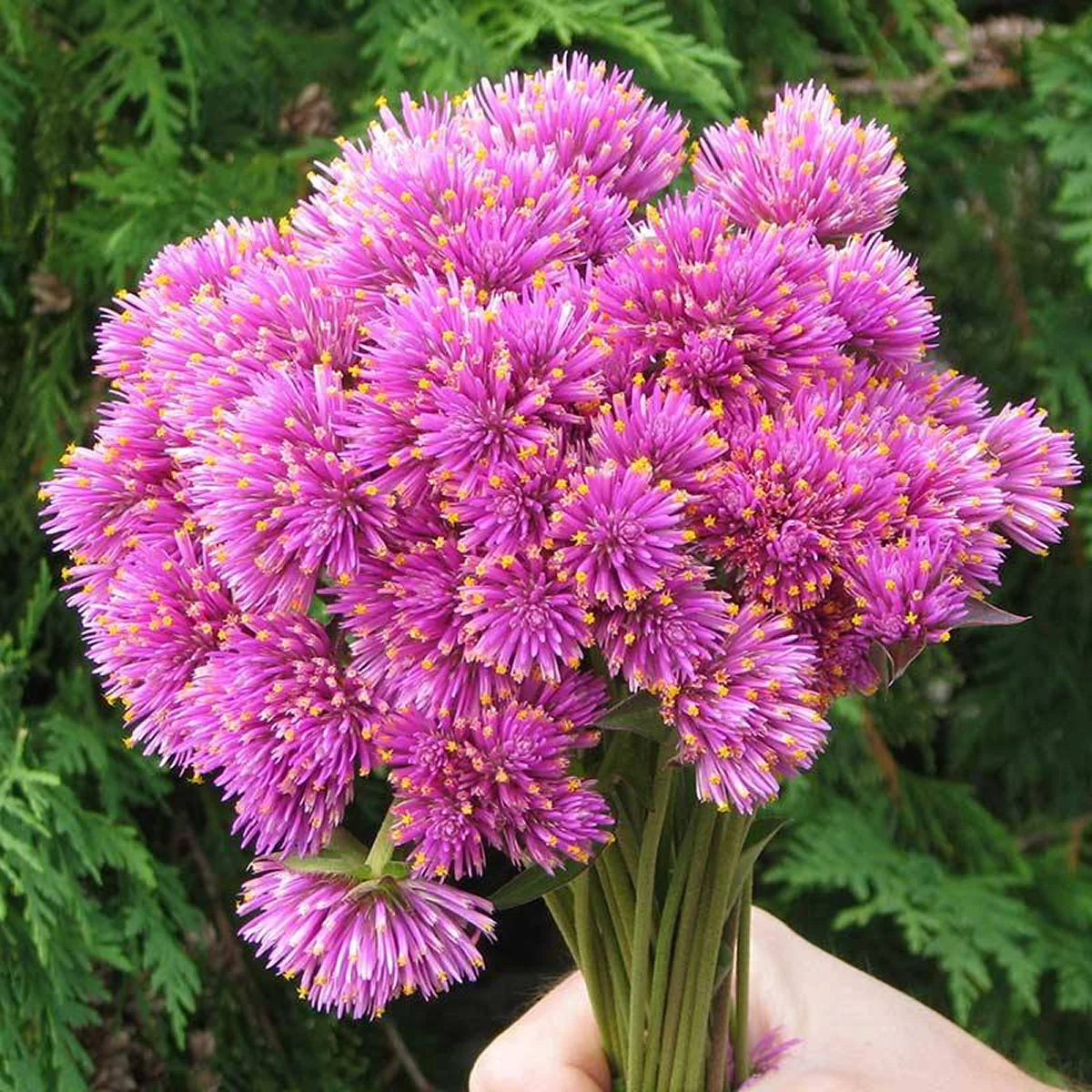 Гомфрена ‘Fireworks’ (Gomphrena globosa)