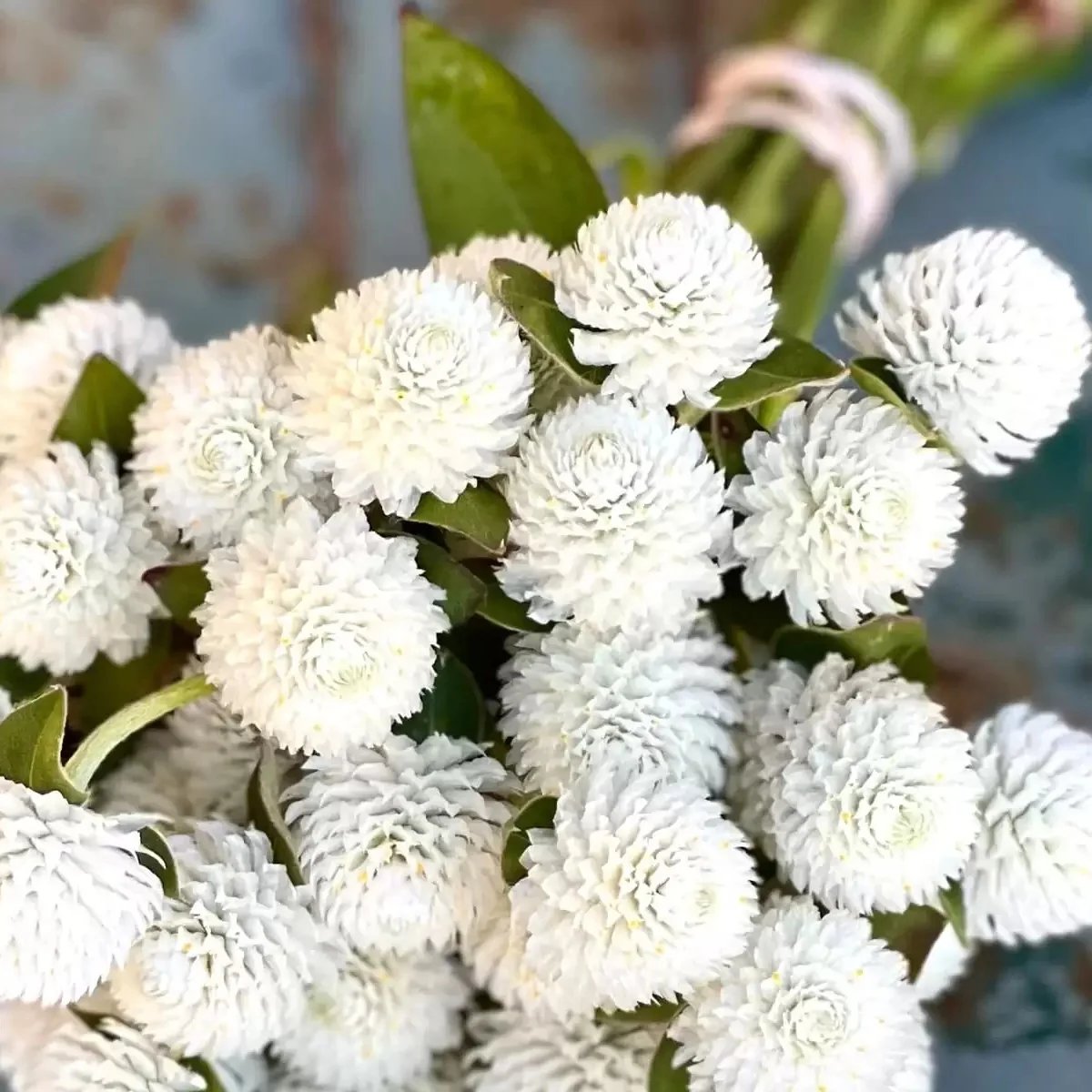 Гомфрена ‘Las Vegas White’ (Gomphrena globosa)
