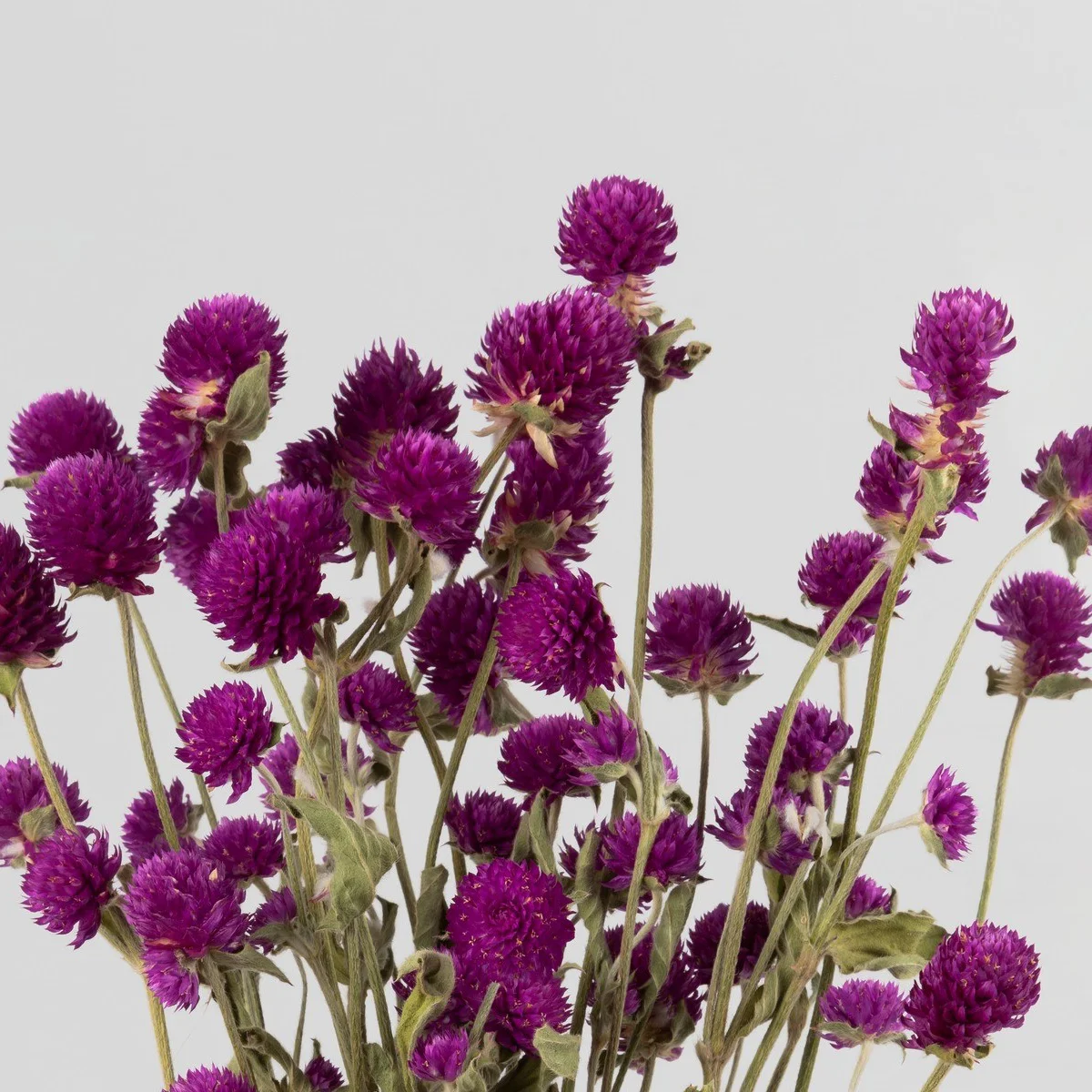 Гомфрена ‘QIS Purple’ (Gomphrena globosa)