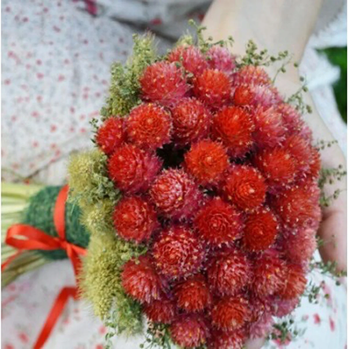 Гомфрена ‘QIS Red’ (Gomphrena globosa)