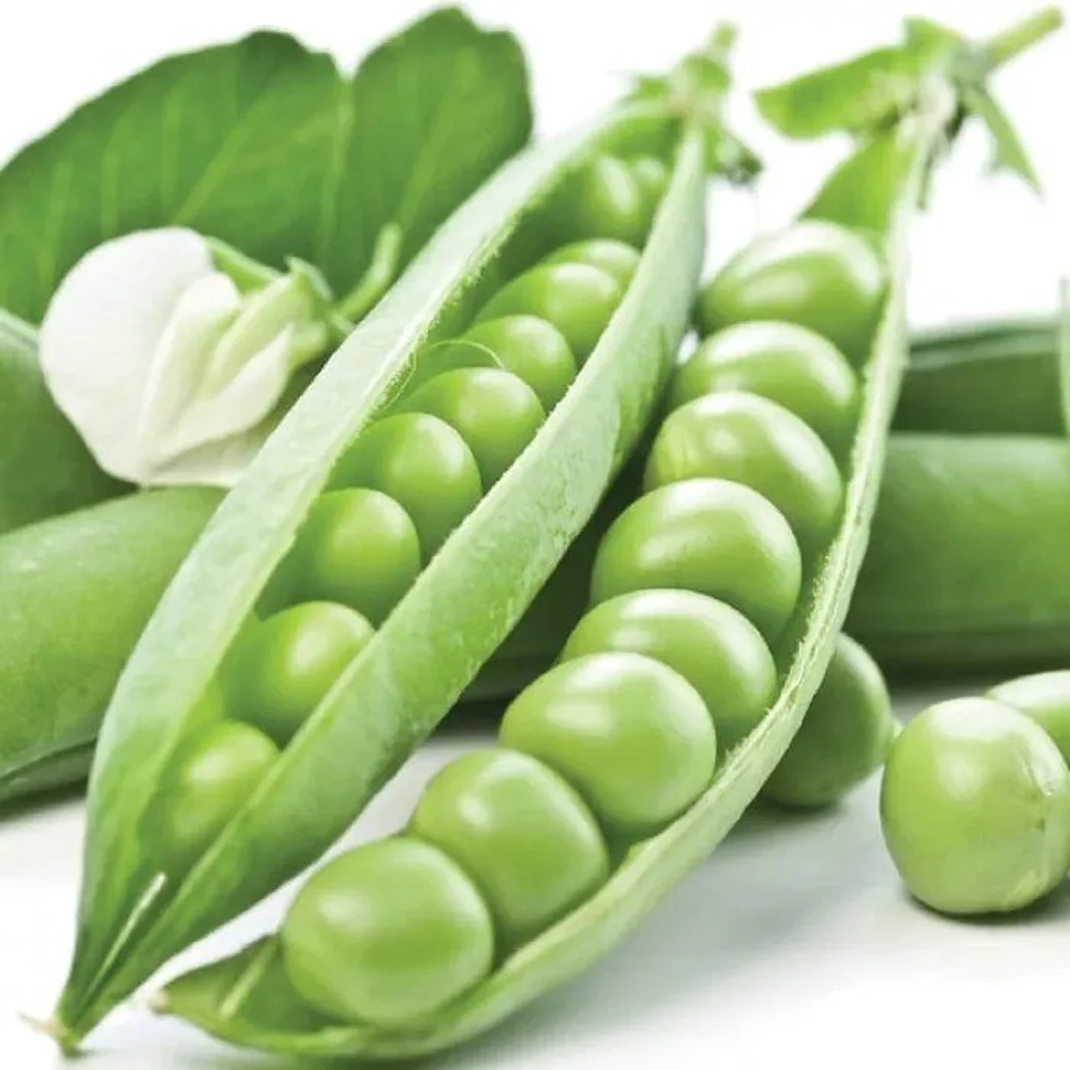 Горох овочевий ‘Prelado (Plerado)’ (Pisum sativum)