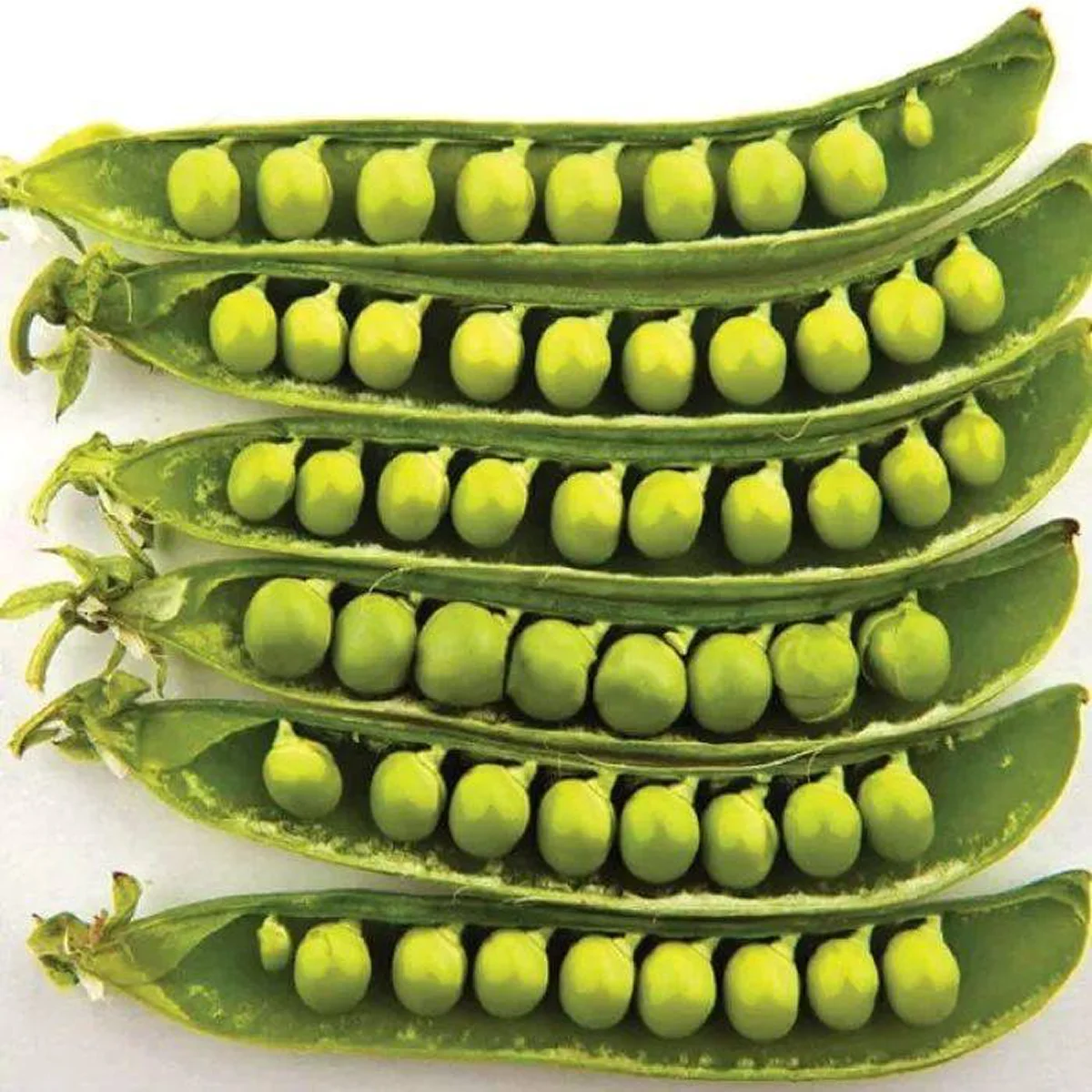 Горох овочевий ‘Somerwood’ (Pisum sativum)