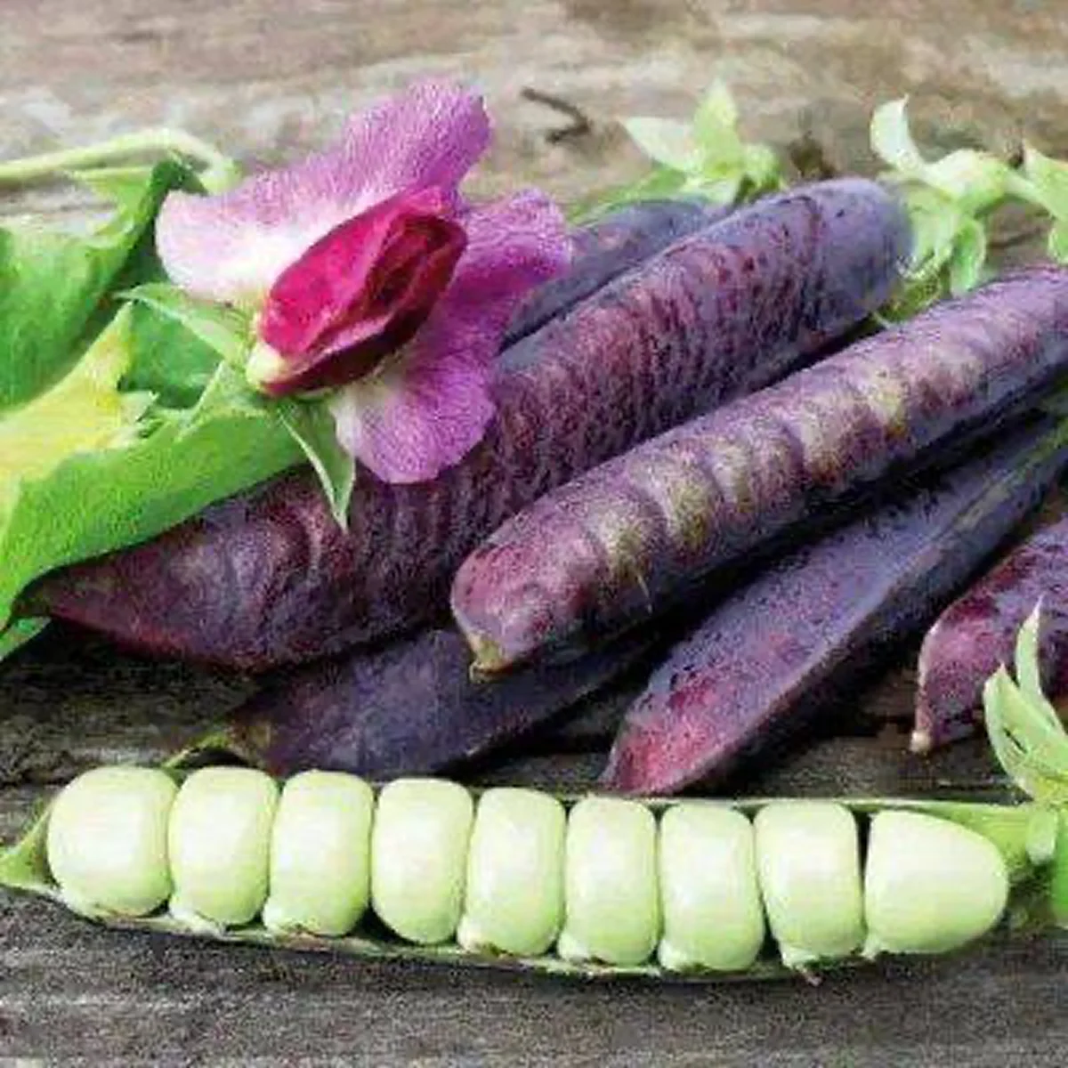 Горох солодкий ‘Blauschok’ (Pisum sativum)