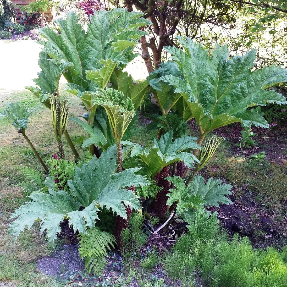 Гуннера маніката (Gunnera manicata)