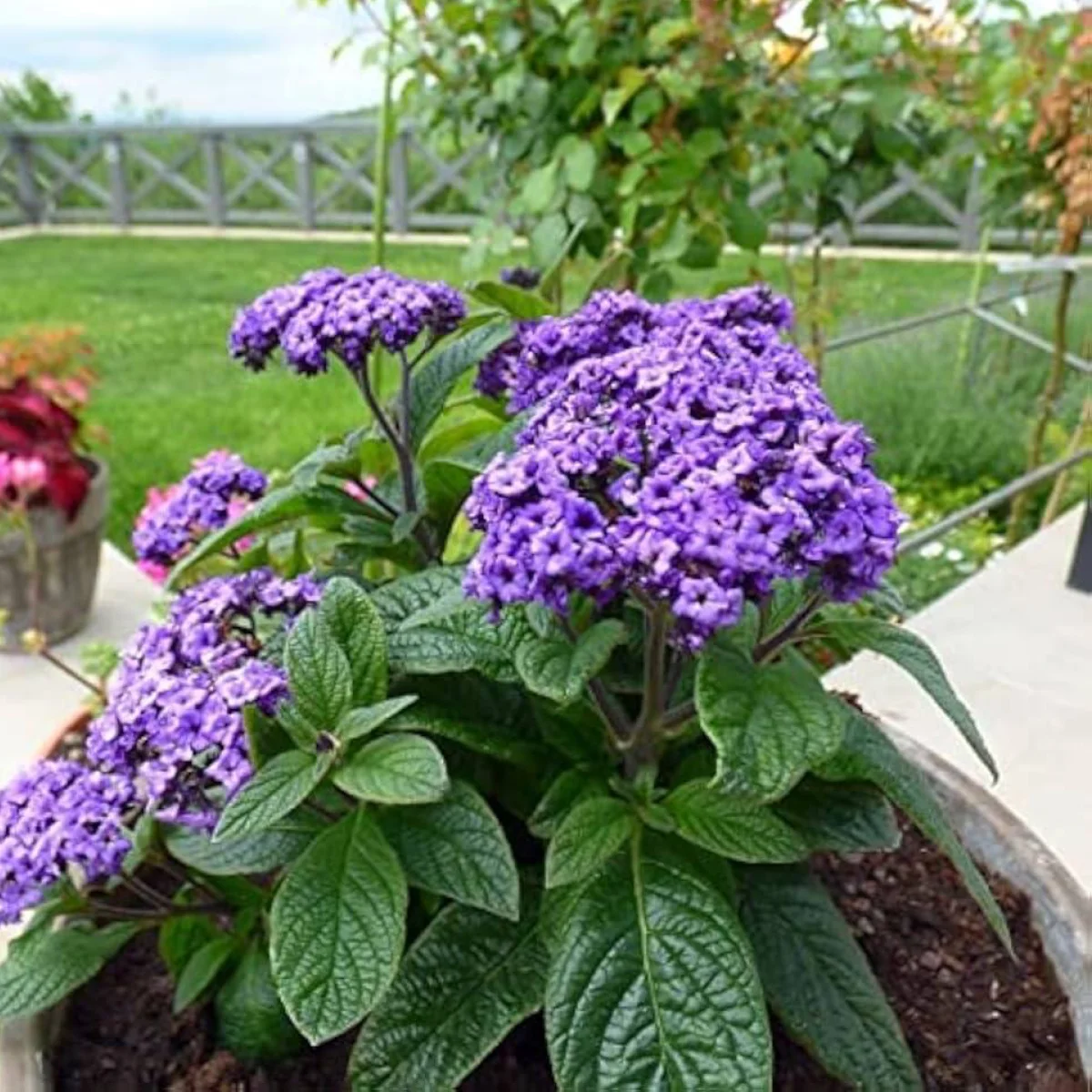 Heliotropium arborescens ‘Marine’ (Геліотроп Маріне)