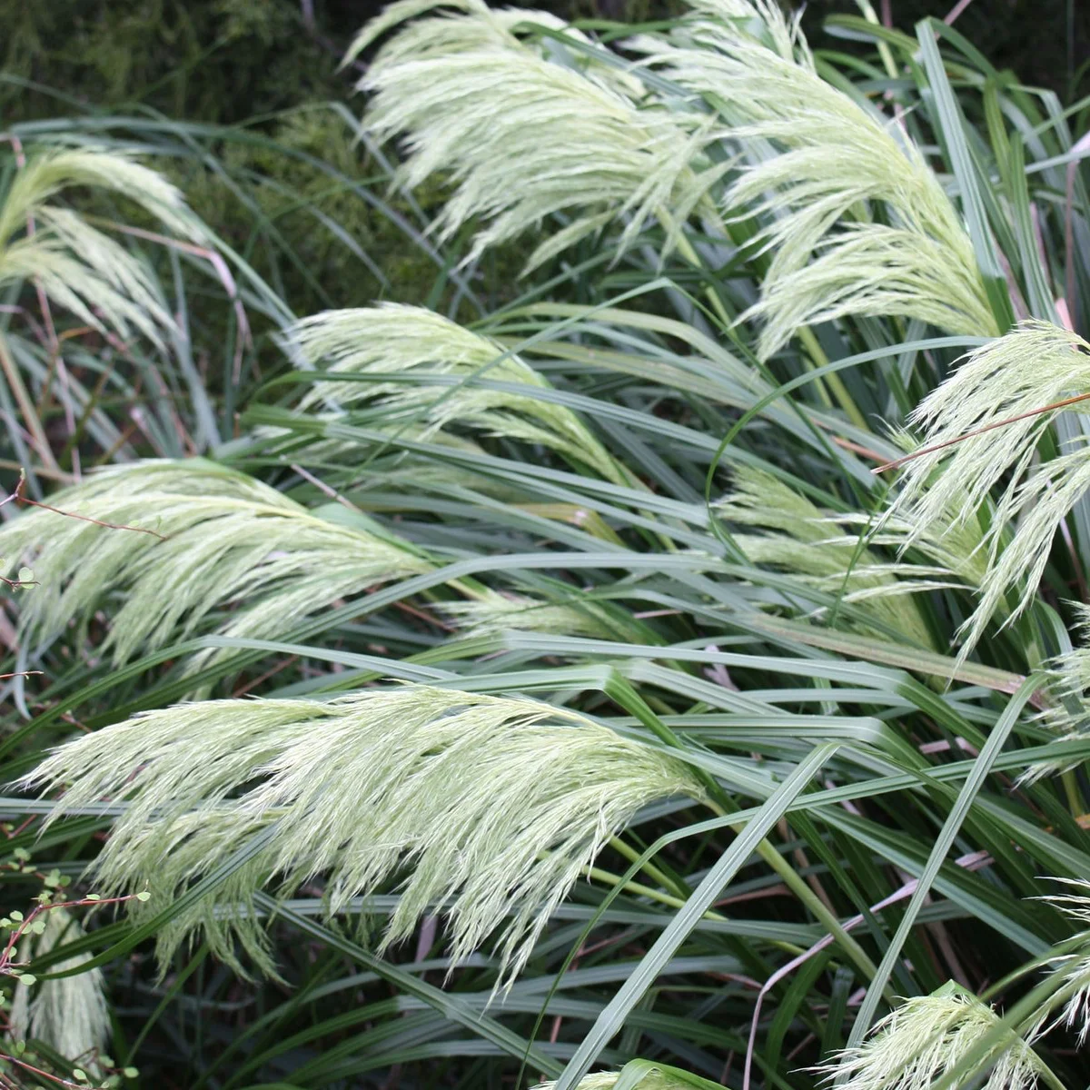 Хіонохлоа (Chionochloa flavicans)