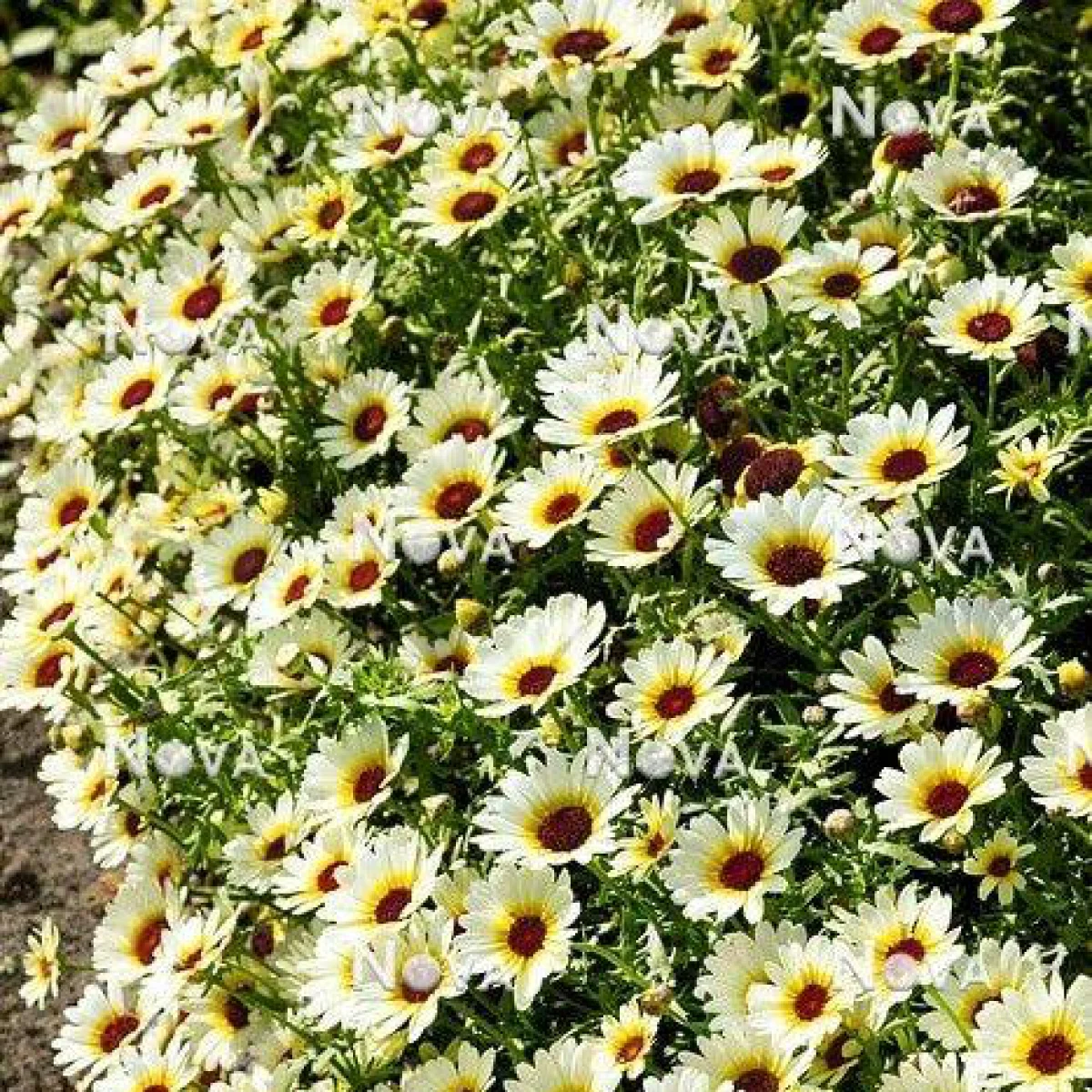 Хризантема ‘Eastern Star’ (Chrysanthemum segetum)