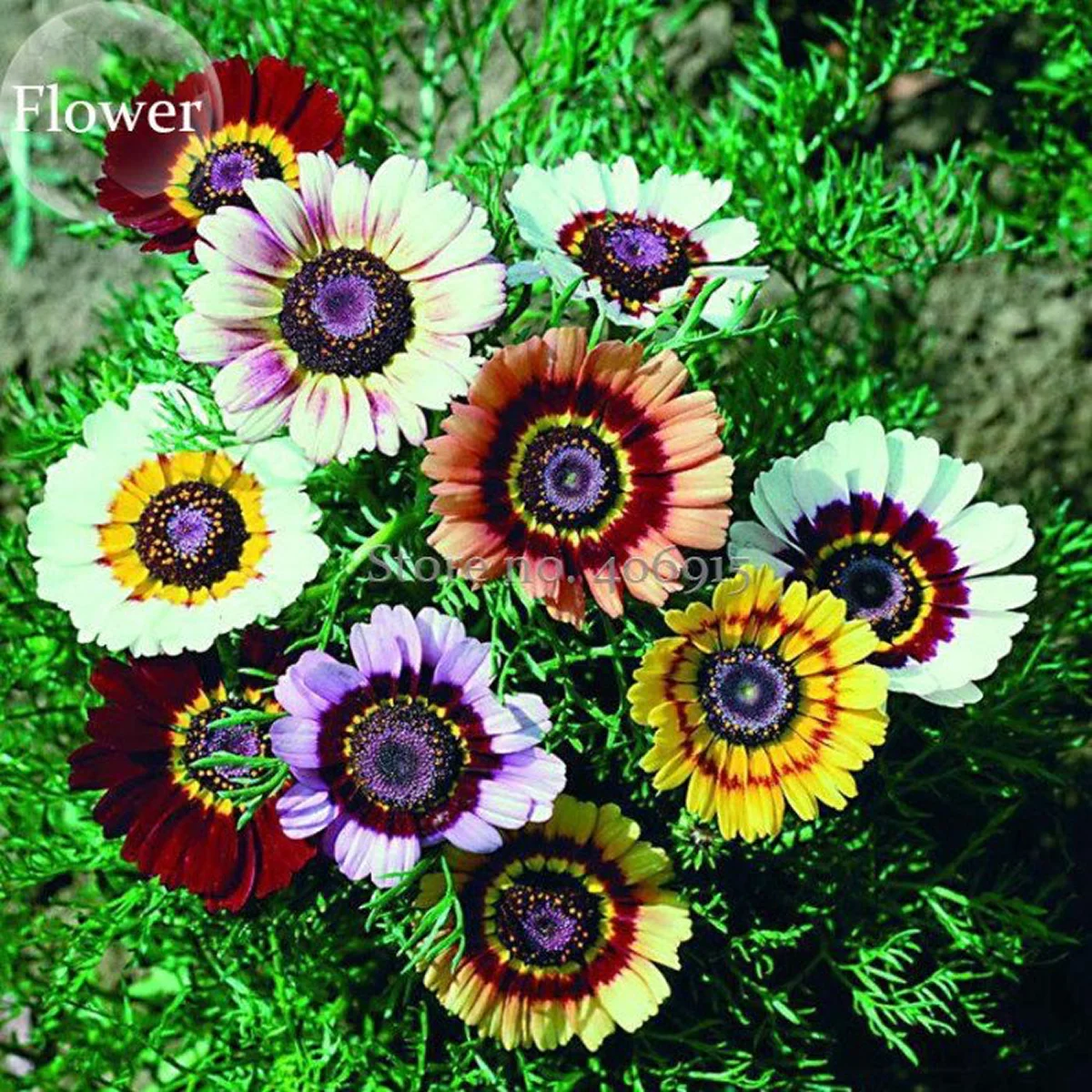 Хризантема ‘Rainbow Single Mixed’ (Chrysanthemum carinatum)