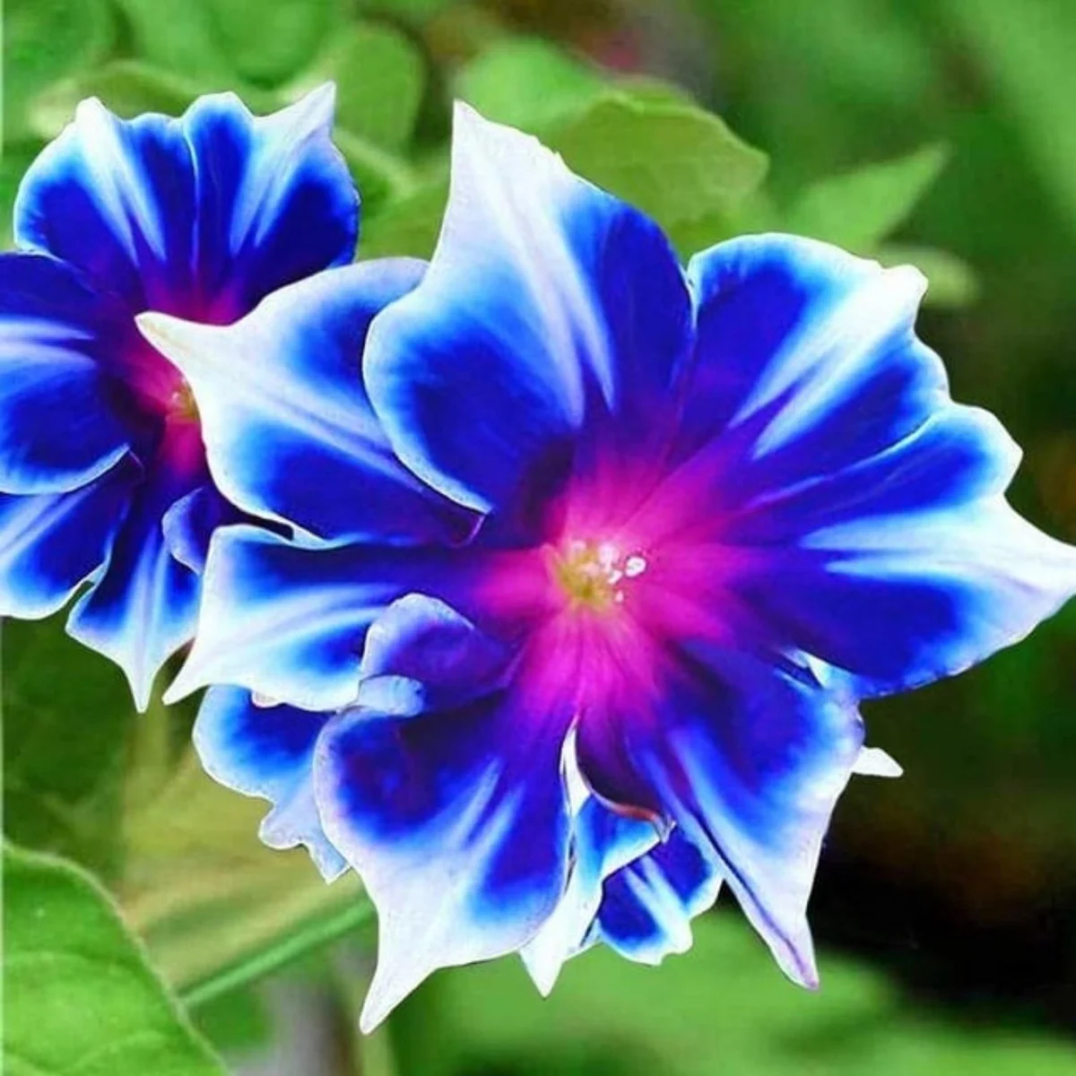 Іпомея ‘Kikyo Snowflake’ (Ipomoea nil)