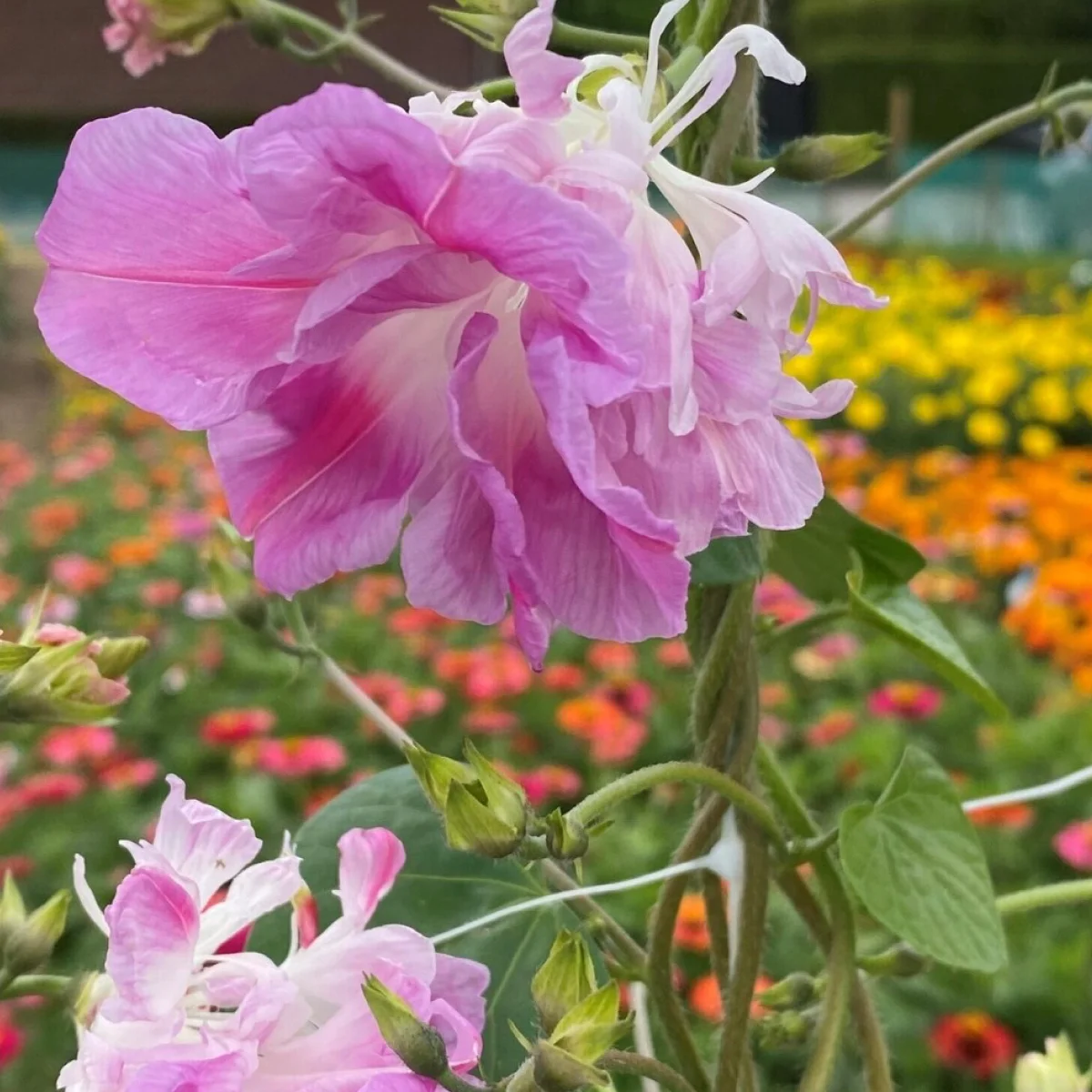 Іпомея ‘Split Second’ (Ipomoea nil)