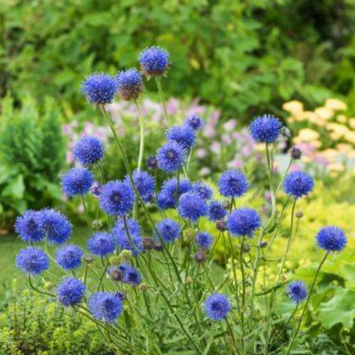 Jasione laevis ‘Blaulicht’