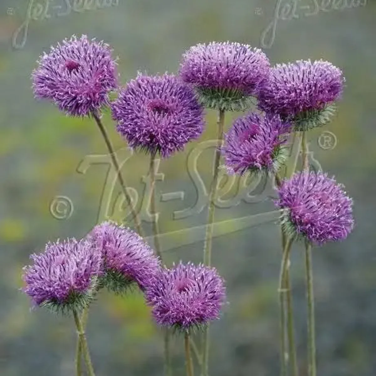 Jurinea ledebourii (Наголоватка Ледебура)